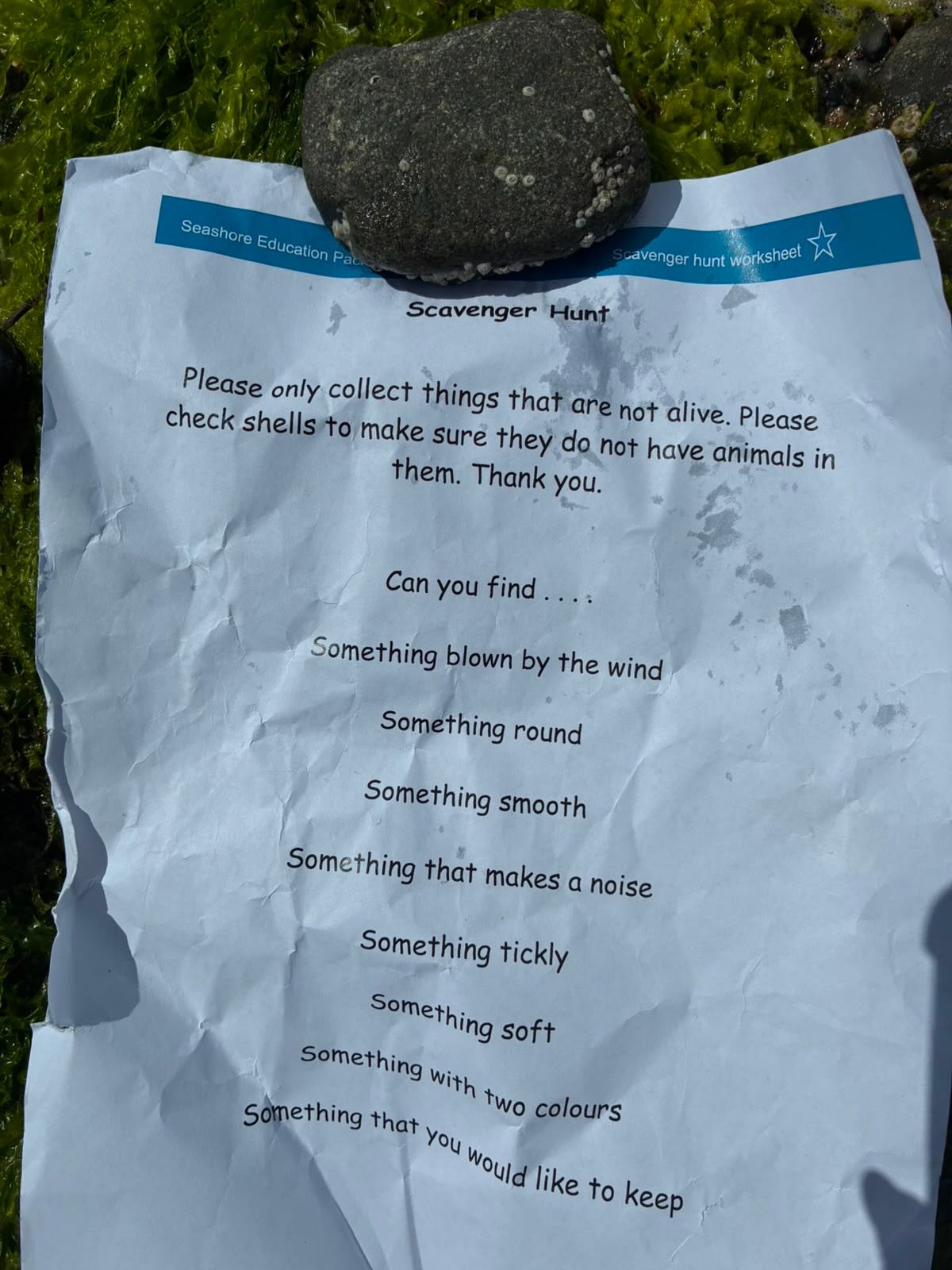 As part of #worldoceanday the Skye class completed a scavenger hunt at the beach, we even found some butterfish - they look very similar to snakes! 🌊 🐍 🦀 🐚 #globalgoals #outdoorlearningisfun #beach #teamwork