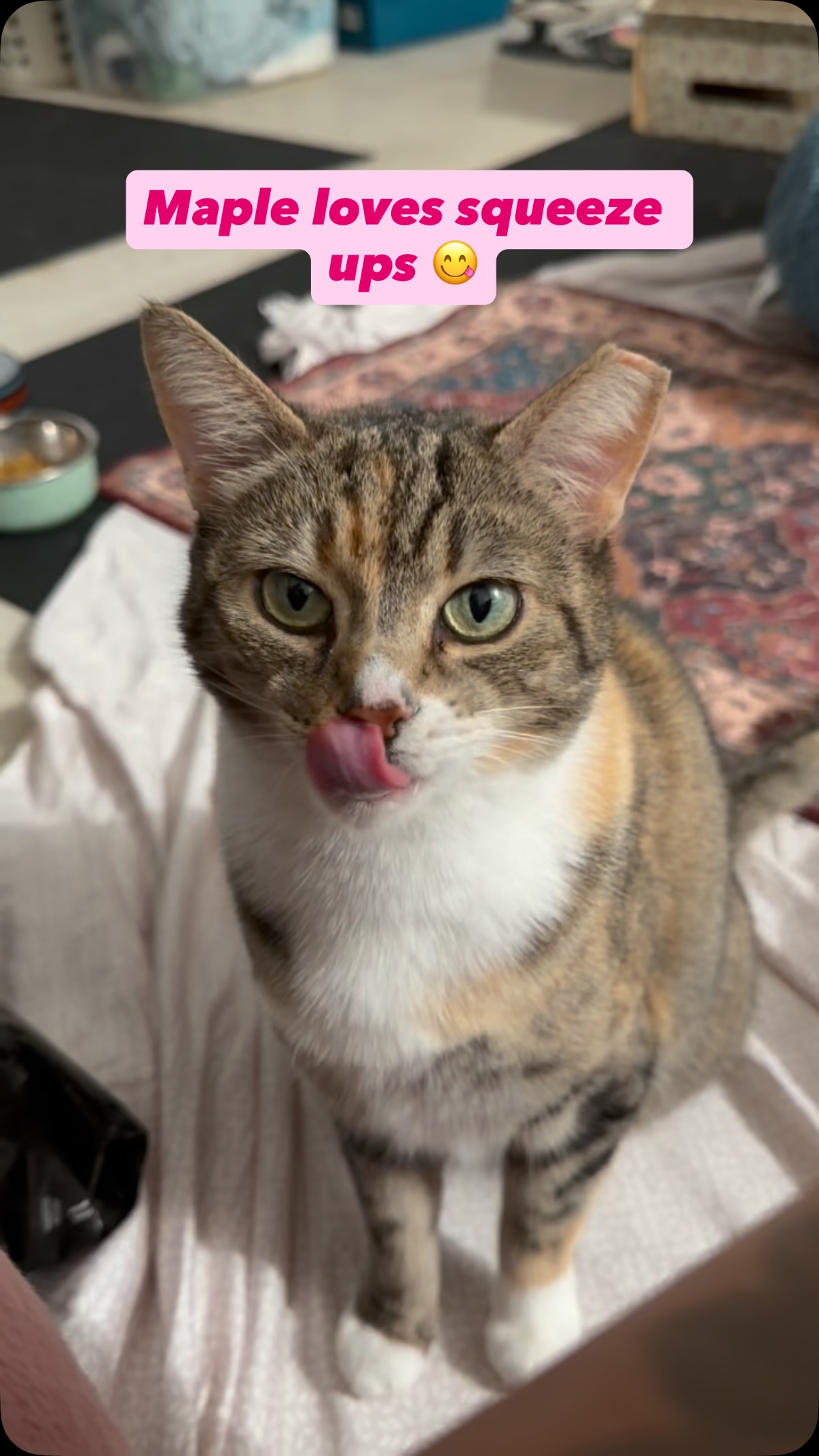 Give Maple a squeeze up and you’re instantly her best friend 😋🥰 #animalsindistressnj #adoptablecats #cats #mercercountynj #adoptme