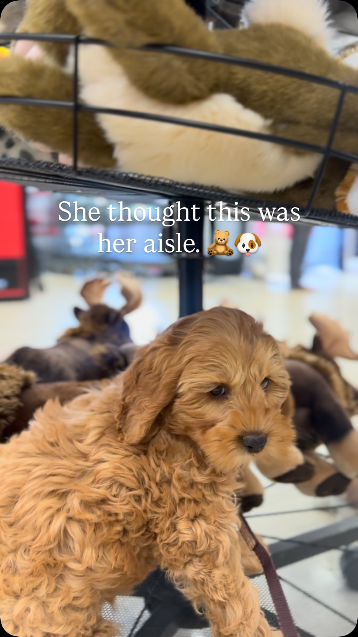 We were checking out the stuffed animal aisle when our newest mama decided she belonged on the shelf. 🧸🤎
Honestly, can you blame her?
Some dogs fetch toys.
Some dogs become the toy.
Drop a 🐾 if it took you a second to find the real puppy.
#BernedoodleDO #Bernedoodle #DogMom #PuppyLove #DoodleLife BernedoodlePuppies DogReels CuteDogs TravelersRestSC