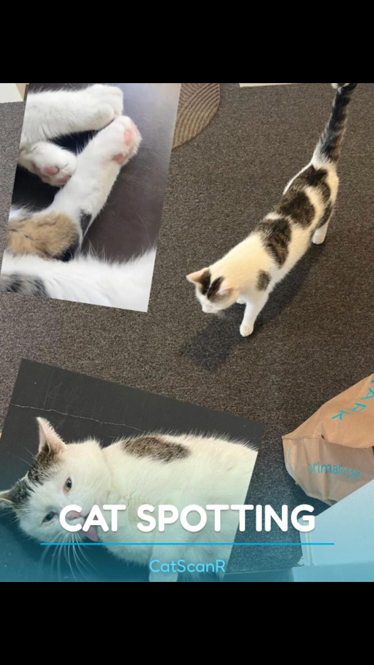 Thank god heās there to save studentās day! š
#cats_of_instagram #catspotting #catstagram #catswoppr