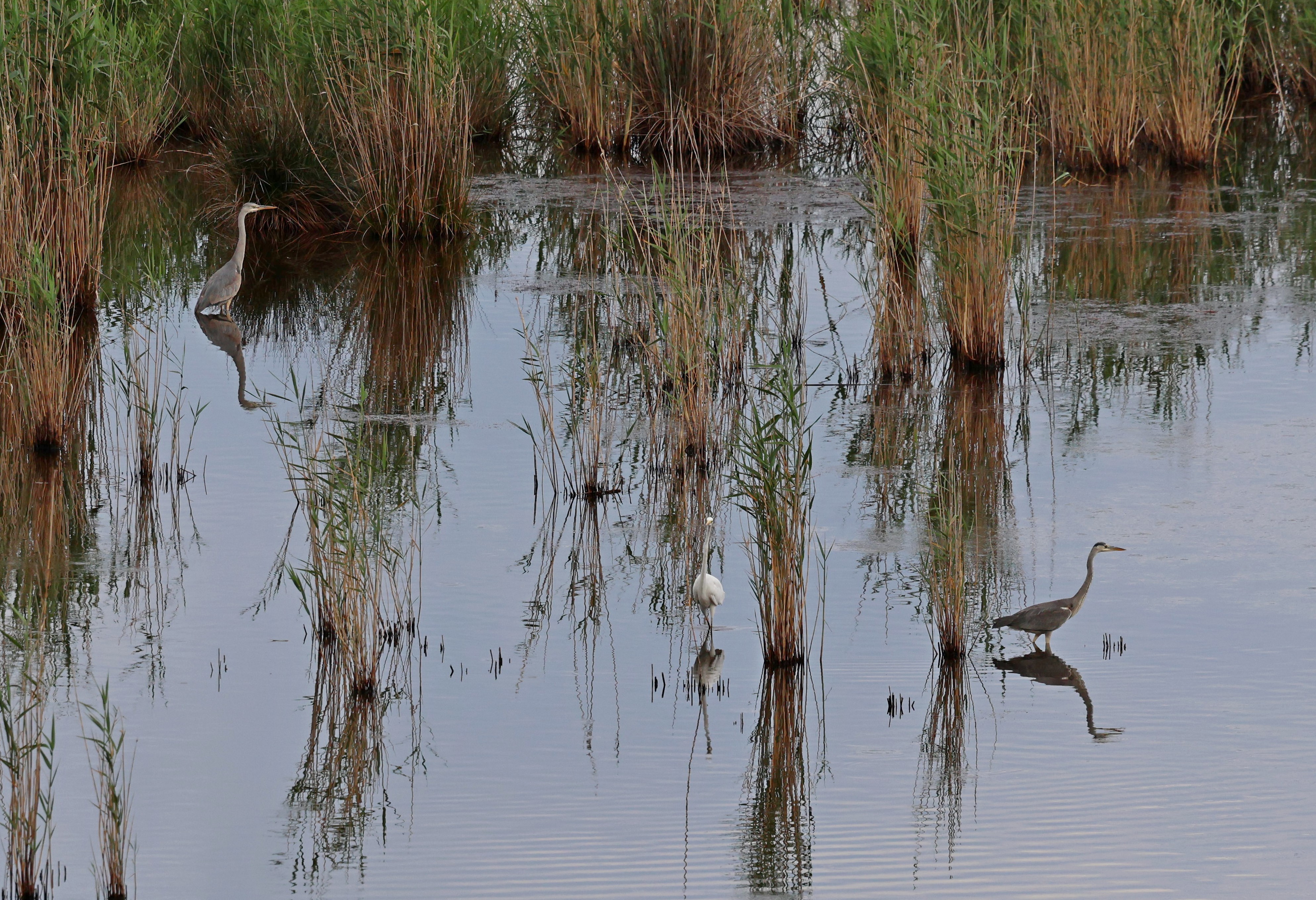 The Livadi Marsh.
#islandwildlife #kefaloniawildlife #greekwildlife #guidedwildlifewalks #birdlovers