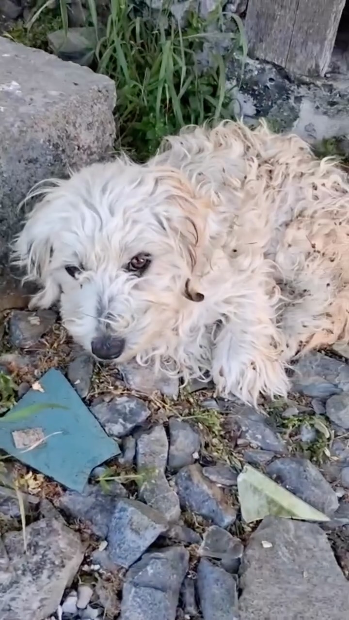 Tosca gibt nicht auf❤️🩹
Tosca ist eine bezaubernde kleine Bichon-Hündin.
Ihr Start ins Leben war alles andere als leicht: Als Welpe ganz allein in Rumänien zu überleben ist schon unglaublich schwierig.
Dann erging es ihr wie so vielen Strassenhunden dort, sie wurde angefahren und schwer verletzt liegengelassen.
Die Tierschützer von Save the Dogs hörten von ihr und brachten sie sofort in Sicherheit.
Sie wurde medizinisch versorgt und hat eine schlimme Diagnose:
Beckenbruch, Oberschenkelbruch & Schienbeinbruch.
Der aktuelle tierärztliche Befund zeigt, dass der Beckenbruch sowie der Bruch am Oberschenkel gut verheilen. Beim Schienbeinbruch ist die Situation jedoch komplizierter, da die Knochen nicht optimal ausgerichtet sind. Tosca kann laufen und das Bein belasten, allerdings nicht über längere Zeit. Deshalb werden ihre Röntgenbilder derzeit mehreren Orthopäden zur Beurteilung vorgelegt. Gemeinsam mit den Spezialisten muss entschieden werden, ob eine Operation notwendig ist oder ob der aktuelle Zustand die bessere Lösung für sie ist.
Trotz allem lässt sich Tosca ihre Lebensfreude nicht nehmen und ist immer guter Laune. Sie genießt die tägliche Fürsorge und die kleinen Spaziergänge.
Die Tierschützer lieben sie alle und beschreiben sie als eine unglaublich liebe, sanfte und verschmuste Hündin, die die Nähe ihrer Menschen sucht & jede Aufmerksamkeit genießt.
Sobald ihre medizinische Situation geklärt ist und sie sich vollständig erholt hat, wünschen wir uns für Tosca ein liebevolles Zuhause, in dem sie endlich einfach Hund sein darf.
Tosca wünscht sich Menschen, die ihr Bedürfnis nach Kuscheln teilen, die ihr eine neue Welt zeigen und den Rest ihres Lebens mit ihr verbringen möchten.
Leider benötigt sie vorher noch dringend Paten, die ihr helfen wieder gesund zu werden, denn es sind bereits hohe Tierarztkosten entstanden und es kommen ganz sicher noch weitere hinzu.
Wer möchte eine monatliche oder einmalige Patenschaft ab 10€ übernehmen?
🩵 PayPal (Freunde & Familie auswählen bitte):
spenden@wir-fuer-hunde-in-not.de
🩵 Spendenkonto:
Wir für Hunde in Not e.V.
IBAN: DE50 4765 0130 0006 0529 14
Tosca zählt auf euch❤️🩹