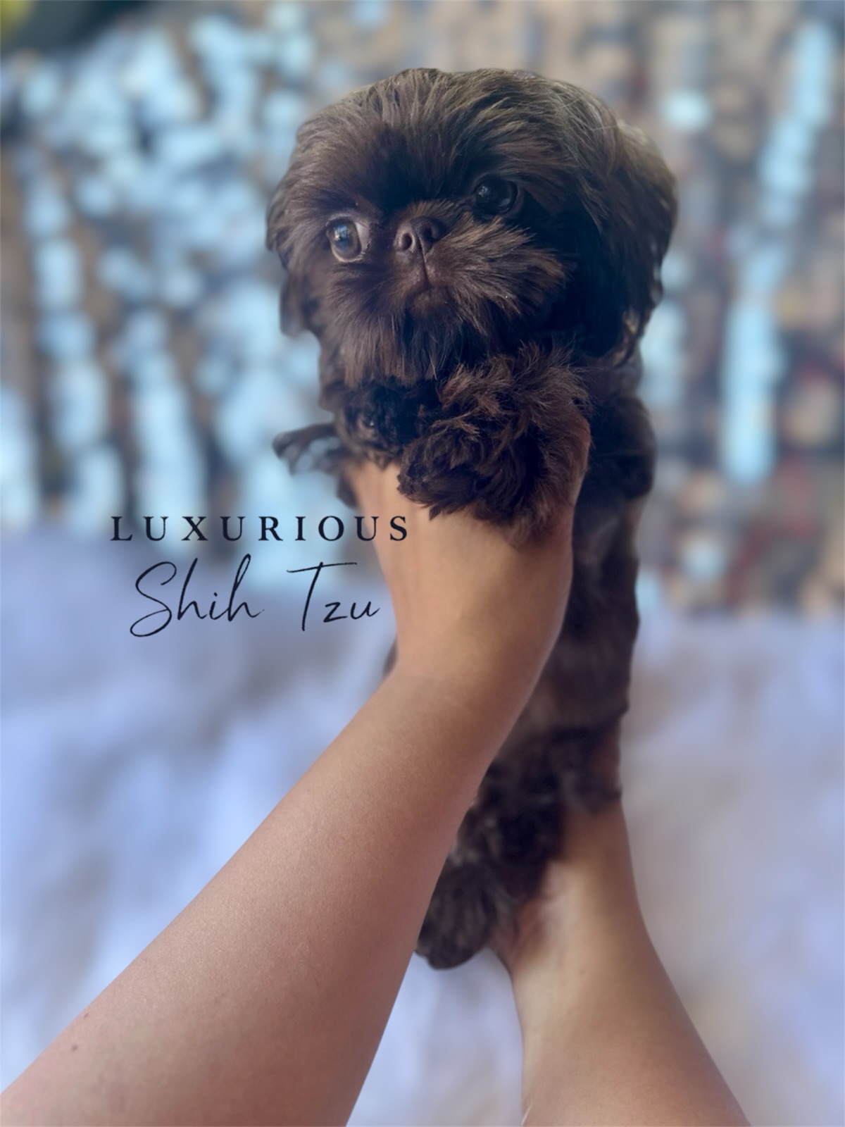 Luxury in its tiniest form. ✨
#ShihTzu #ShihTzuLove #ShihTzuPuppy #ShihTzuLife #ShihTzuWorld
www.luxuriousshihtzu.com
✈️ Shipping Available
📍Los Angeles, CA