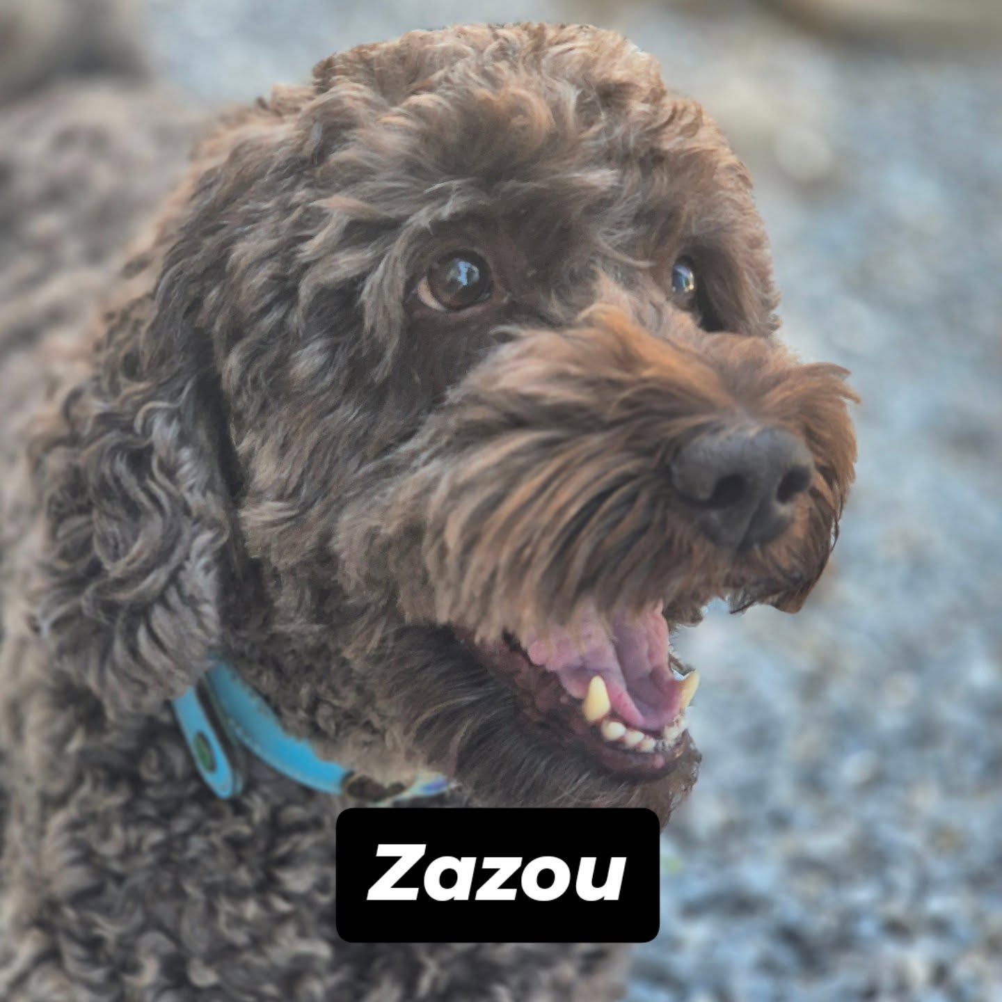 Des belles photos de certains chiens et chats à la Pension Cayron #pensionféline #pensioncanine