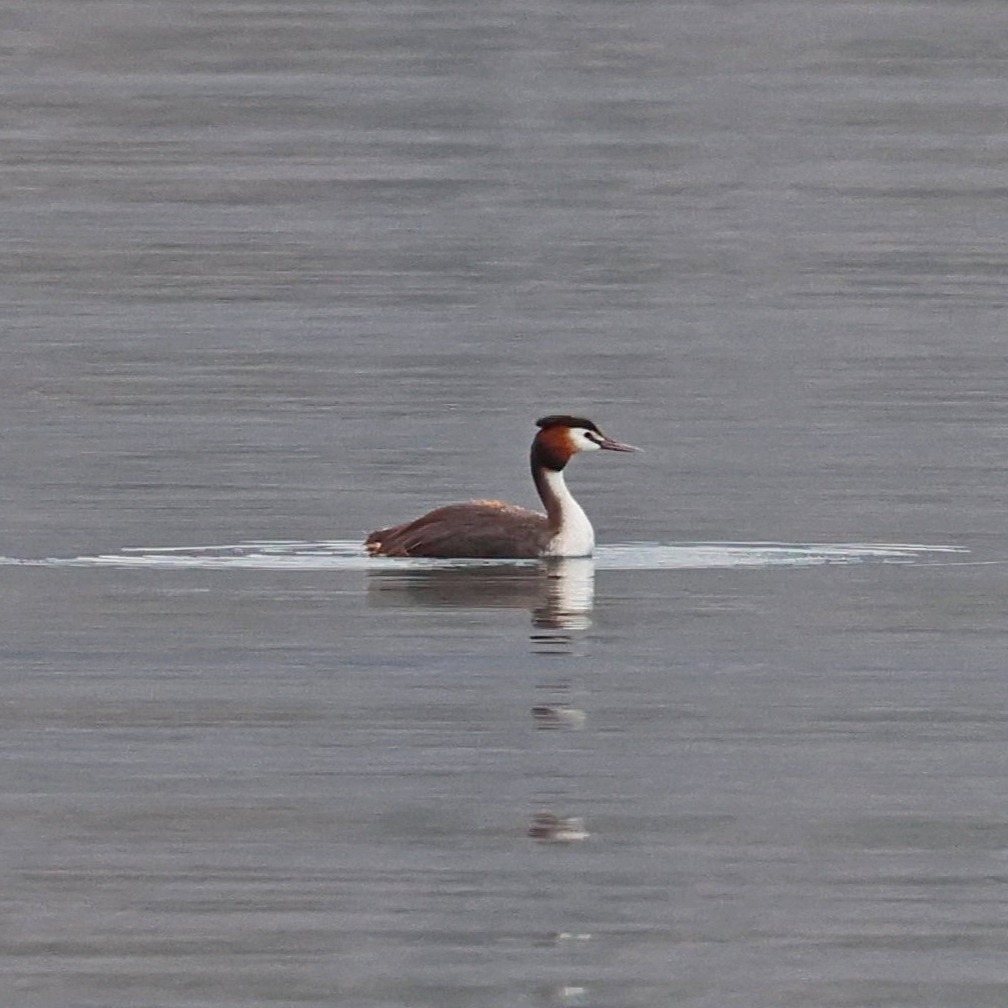 The great crested grebes here are very shy and stay in the middle of the lagoon, hence the heavily cropped shot.
#islandwildlife #kefaloniawildlife #greekwildlife #guidedwildlifewalks #birdlovers