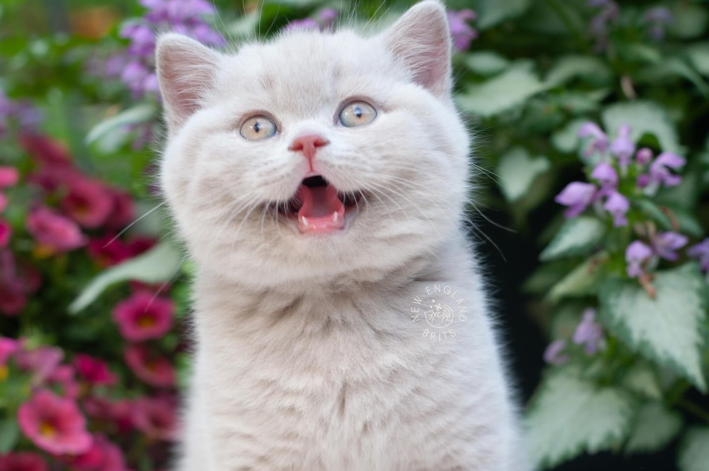 Happy Lilac boy 💜
.
FOLLOW here@newenglandbrits🦭