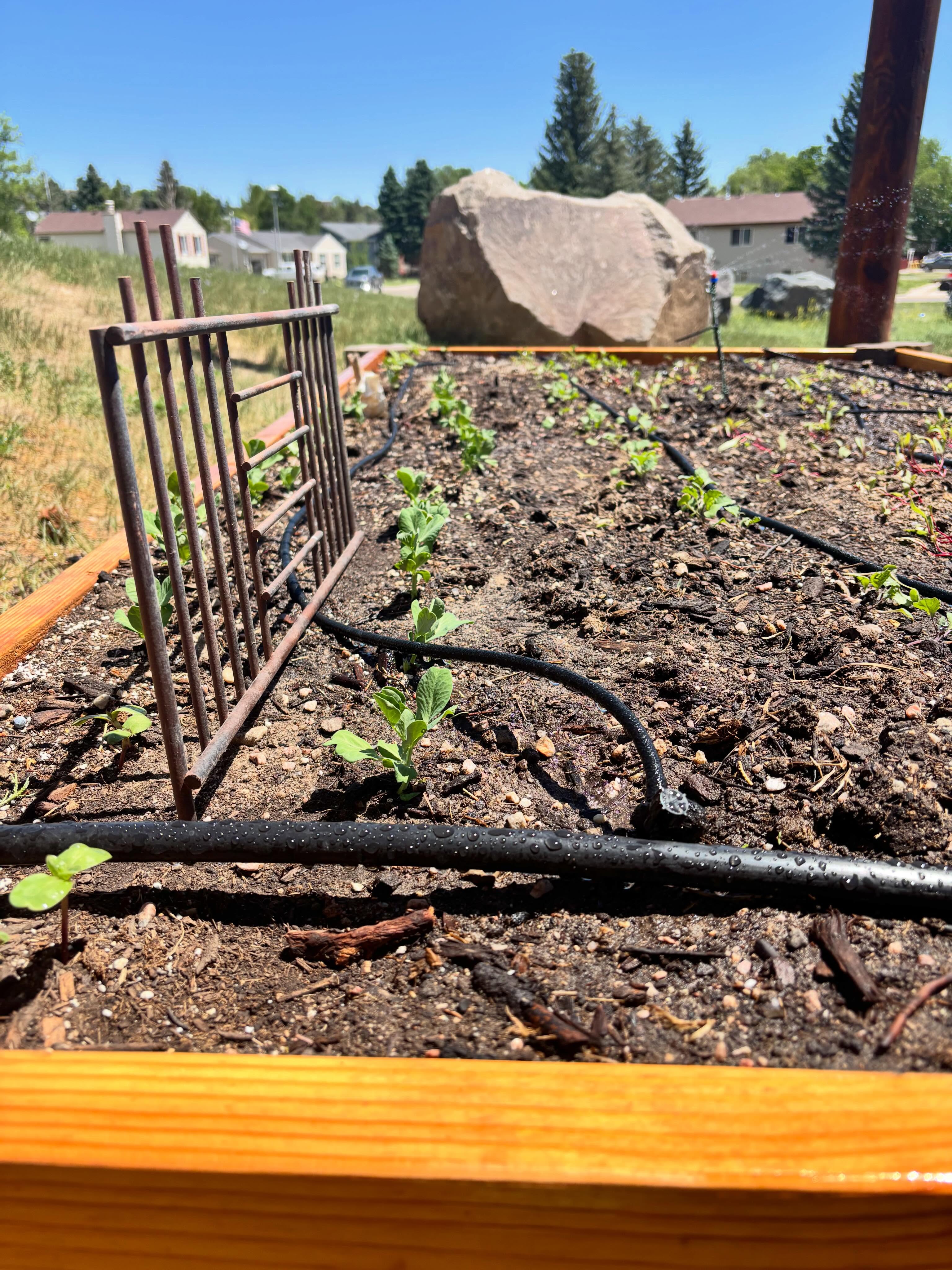 Watch this space!!! ✨ 🌱
Our hope is that this garden will not grow beautiful flowers and tasty veggies… we hope it will be a place of community. Stay tuned for garden gatherings this summer.