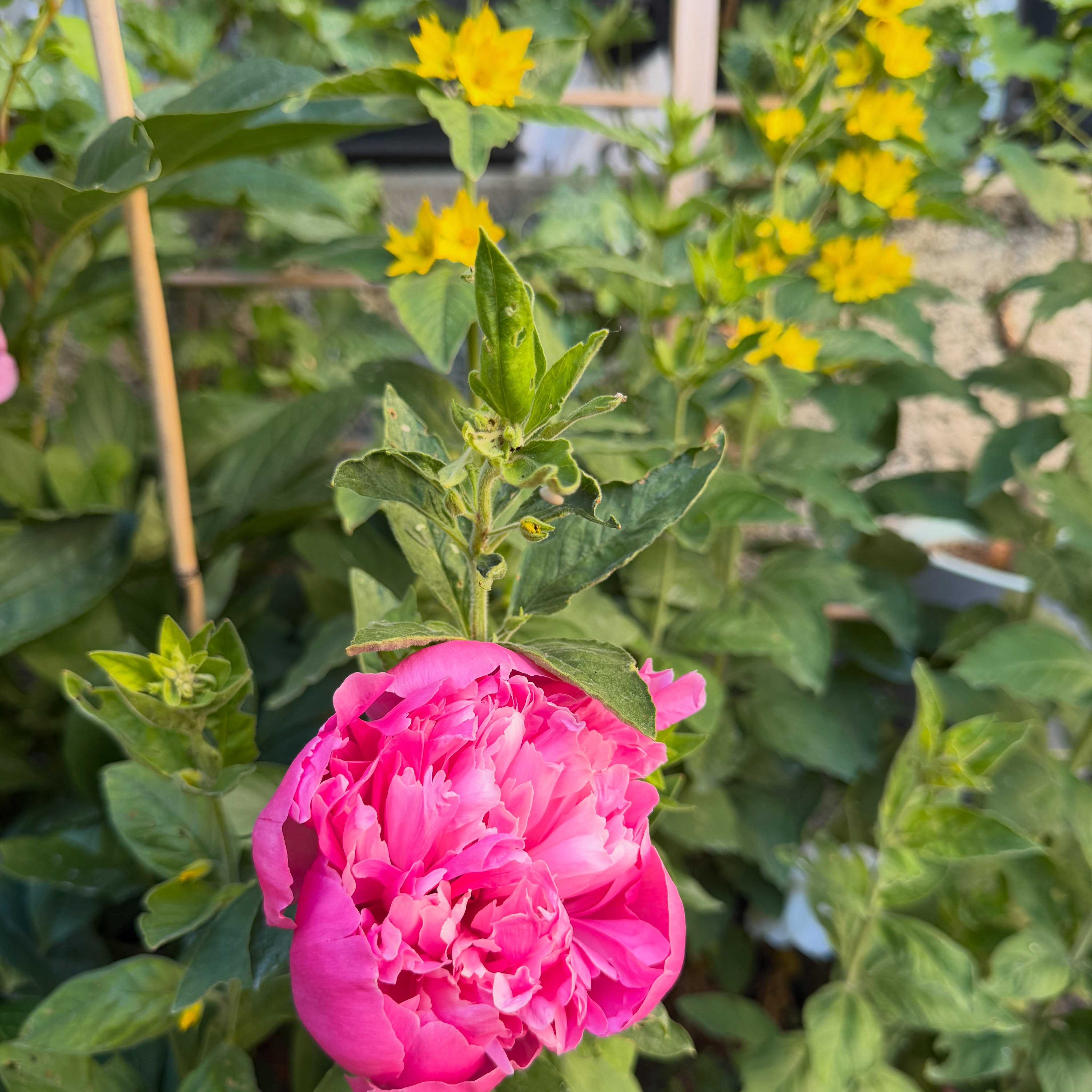 🌸 Une autre vie s’invente ici… 🌸
Prendre le temps de flâner entre les massifs en fleurs, admirer les pivoines qui s’ouvrent au soleil, respirer le parfum des rosiers, observer les œillets et les lysimaques qui attirent abeilles et autres pollinisateurs…
Dans notre jardin, chaque saison compose un nouveau tableau où la nature invite à ralentir, à contempler et à rêver. Ici, le chant des oiseaux accompagne les couleurs des fleurs et les petits instants simples retrouvent toute leur valeur.
Un lieu propice à la douceur, à la biodiversité et à la déconnexion, au cœur du @pnrdoubshorloger .
✨ Une autre vie s’invente ici, au rythme des floraisons et des saisons.
#valeurparcs #doubshorloger #chambresdhotes #montagnesdujura @payshorloger @gtj.jura @doubs_tourisme