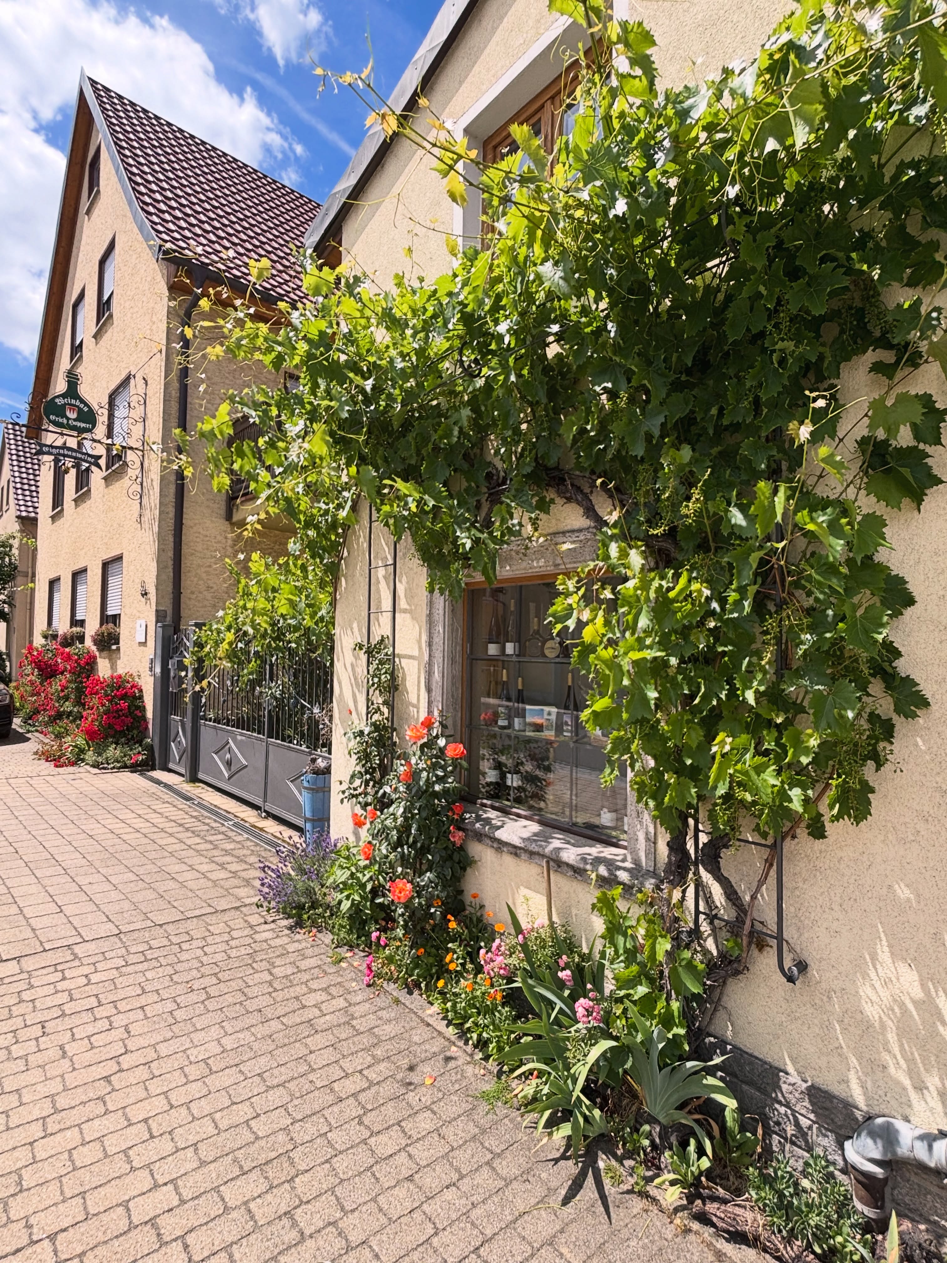 🌿☀️ Sommer im Weingut
Aktuell zeigt sich unser Hof von seiner schönsten Seite: Die Reben an der Hauswand stehen in voller Pracht, die ersten Trauben wachsen heran und zwischen Rosen, Lavendel und Sommerblumen summt und blüht es an jeder Ecke.
Genau diese besondere Atmosphäre lieben wir an dieser Jahreszeit – wenn Natur, Wein und Heimat zusammenkommen.
Wir wünschen euch einen sonnigen Tag und freuen uns auf euren Besuch! 🍇🍷
#frankenwein #weinliebe #sommerimweingut #blütenpracht #franken