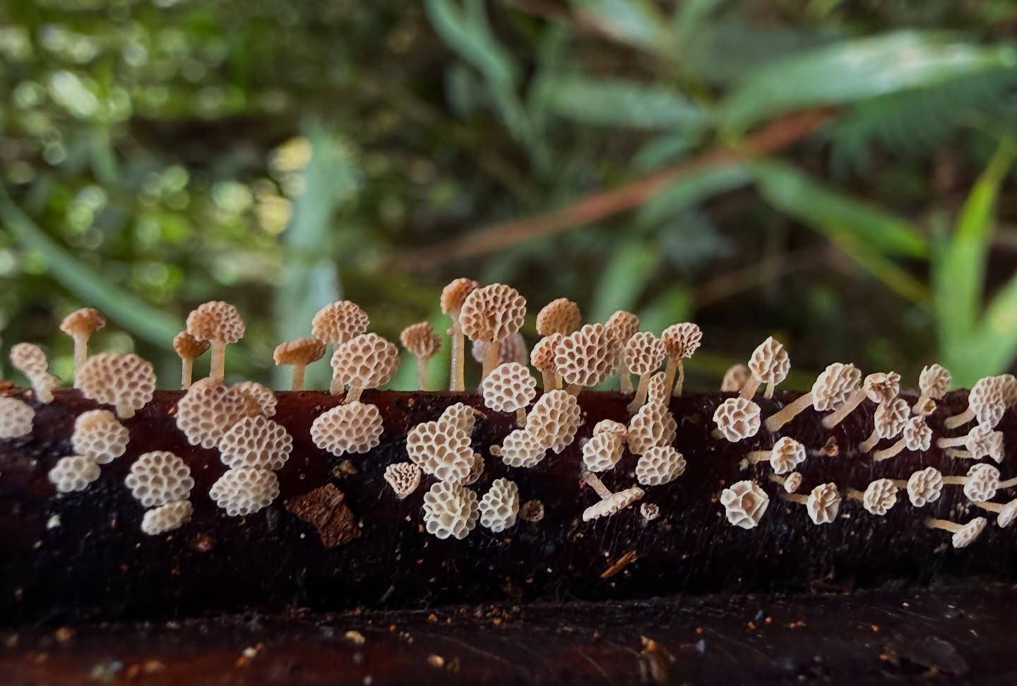 Hongos del género Favolaschia.
Se caracterizan por sus sombreros pequeños, con una estructura distintiva en forma de panal. Crecen sobre ramas y cortezas de especies leñosas en bosques húmedos.
Veo estos y otros hongos muy pequeños, gracias a los ojos de mis queridos amigos Machel @theelfofplants y Álvaro @fungario.emg.oxa durante nuestras caminatas en el bosque.
#mushrooms #fungui #hongos #oxapampa #elpalmeral_oxapampa