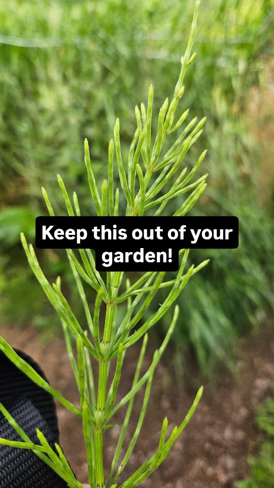 If you're out buying plants, make sure this isn't hitching a ride! #gardeninglife #gardening #garden #gardentips