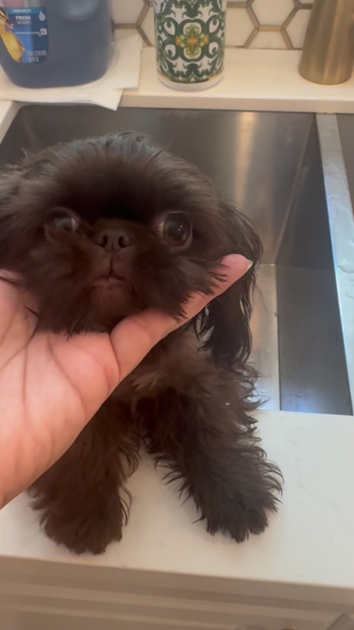 Splish, splash, and lots of puppy kisses after this bath. Who else thinks bath time is just another excuse to be adorable? 🤎✨
#ShihTzu #ShihTzuLove #ShihTzuPuppy #ShihTzuLife #ShihTzuWorld
www.luxuriousshihtzu.com
✈️ Shipping Available
📍Los Angeles, CA