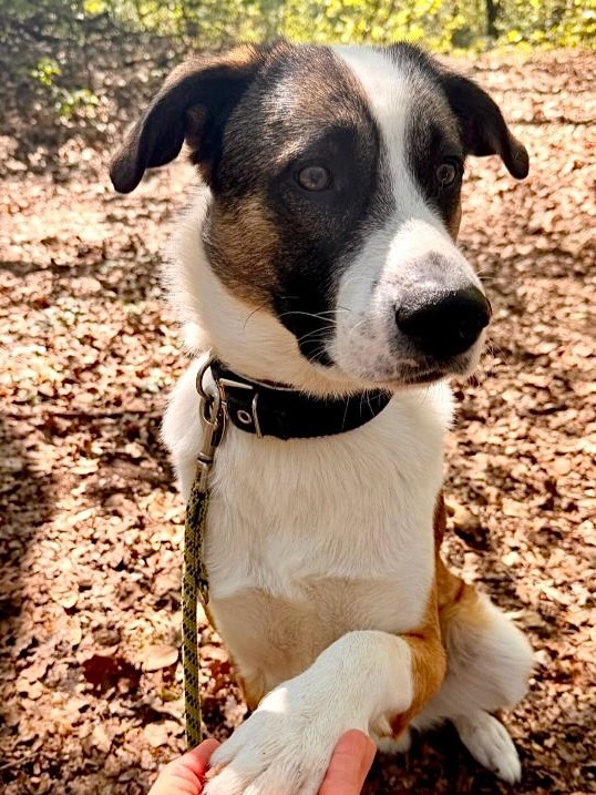 Zuhause gesucht 🐶❤️
🤍 Jens / Rüde
📏 ca. 65 cm / ca. 12.2024 geboren
💞 neugierig & unsicher
📍 Standort: 514… Bergisch Gladbach
Jens (genannt Bruno) ist ein hübscher, intelligenter und lernfreudiger junger Hund mit positiven und negativen Eigenschaften. Autofahren & einige Stunden allein Zuhause bleiben ist für ihn kein Problem. Er beherrscht bereits einige Kommandos und zeigt viel Freude daran, Neues zu lernen.
Besonders angenehm ist seine Fähigkeit, auch alleine zur Ruhe zu kommen. Er kann sich gut zurückziehen & benötigt nicht ständig Beschäftigung oder Aufmerksamkeit. Gleichzeitig genießt er die Nähe seiner Menschen und liebt ausgiebige Kuscheleinheiten, wenn das Vertrauen einmal aufgebaut ist.
Für Jens (Bruno) werden konsequente & souveräne Menschen gesucht, die ihm klare Regeln und Orientierung geben können. Er zeigt territoriales Verhalten und begegnet fremden Personen mit Skepsis. Anfassen durch Unbekannte mag er nicht, das sollte unbedingt respektiert werden. In bestimmten Situationen macht er durch knurren deutlich wenn ihm etwas nicht gefällt.
Außerdem zeigt er Ressourcenverteidigung, weshalb seine zukünftigen Halter bereit sein sollten, dieses Thema mit Geduld, Fachwissen und konsequentem Training zu begleiten. Aufgrund seiner Eigenschaften wird er nicht in eine Familie mit Kindern vermittelt.
In neuen Situationen reagiert er oft unsicher. Aus diesem Grunde braucht er souveräne Menschen, die ihm Sicherheit vermitteln können.
Jens ist noch nicht kastriert. Nach vorsichtigem Erstkontakt versteht er sich gut mit Hündinnen, bei Rüden entscheidet die Sympathie.
Wir gehen davon aus, dass Jens Herdenschutzhund-Gene in sich trägt. Daher wünschen wir uns für ihn ein ruhiges, ländlich Zuhause mit sicher eingezäunten Garten.
Er sucht ruhiges, strukturiertes Zuhause bei hundeerfahrenen Menschen, die seine Stärken fördern, seine Grenzen respektieren & ihm die notwendige Sicherheit geben. Mit den richtigen Menschen an seiner Seite bringt er viel Potenzial, Lernbereitschaft und Zuneigung mit.
Jens (Bruno) kann jederzeit nach Absprache kennengelernt werden.