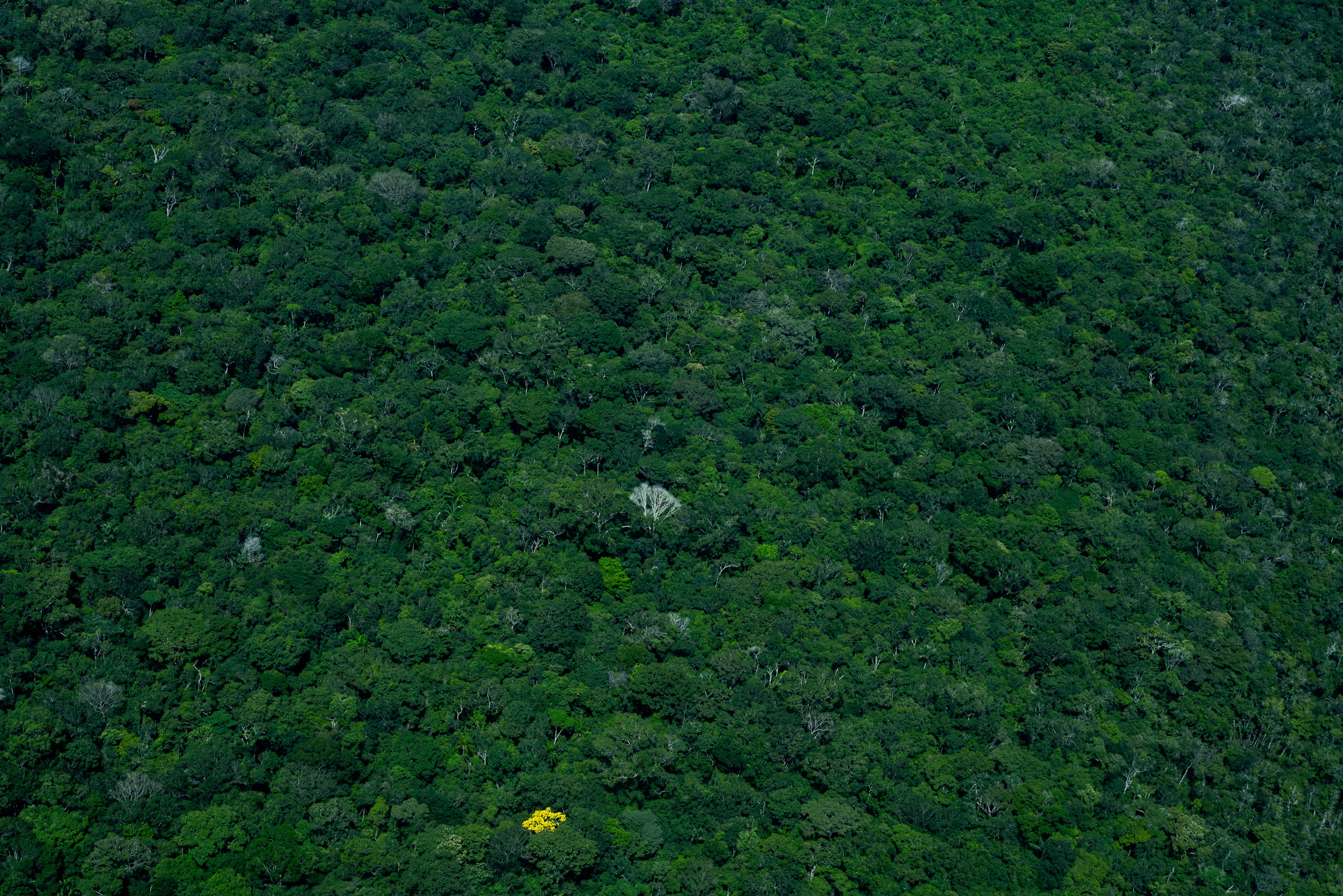 Aonde nosso olhar descansa, enquanto voamos a maior floresta tropical do nosso planeta.
@digosantosphoto