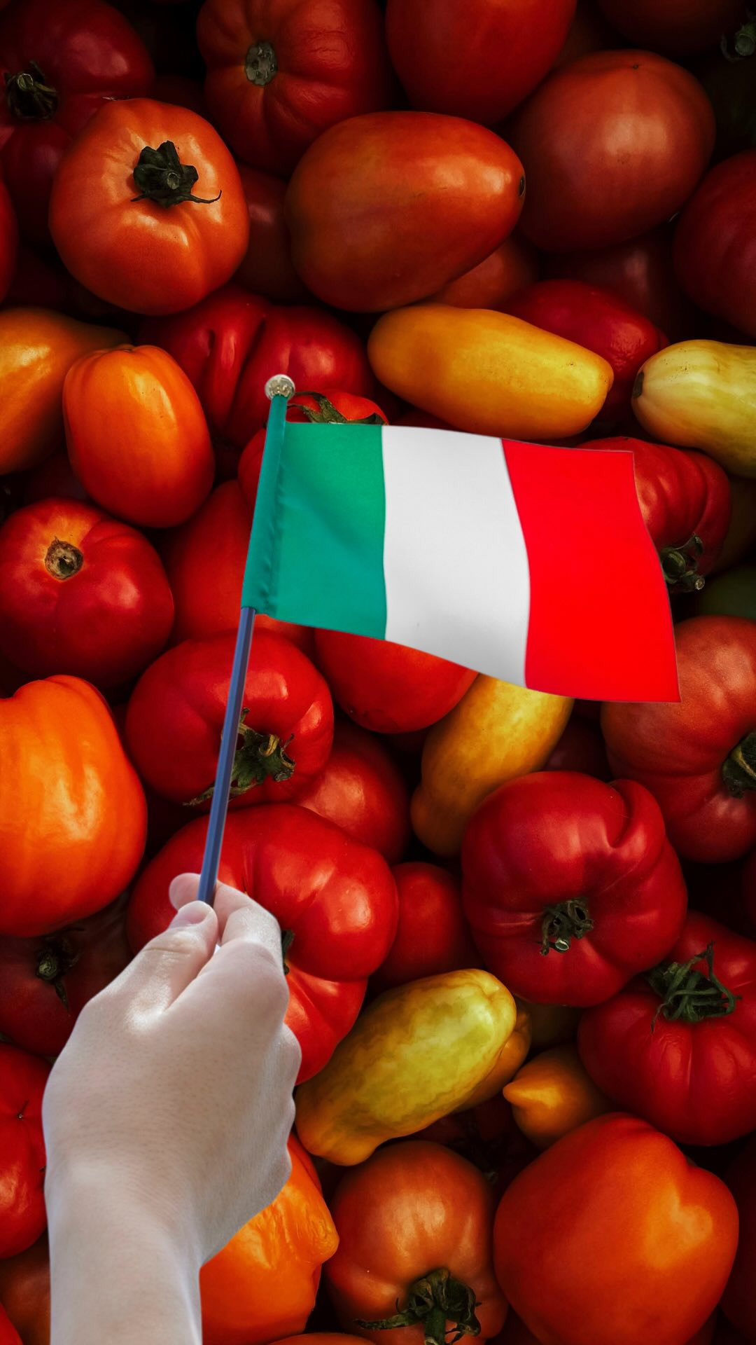 Você associa tomate com Itália automaticamente… 🍅🇮🇹
Mas e se eu te falar que ele NÃO é italiano?
O tomate veio das Américas e por muito tempo foi considerado venenoso na Europa 😳
Sim, aquilo que hoje é base da pizza, do macarrão e de vários pratos clássicos… já foi evitado por medo.
A culinária italiana que a gente conhece hoje só existe por causa de um ingrediente importado.
E isso diz muito sobre como a alimentação é construída: história, trocas culturais e ciência.
👉 Qual país você quer ver no próximo episódio?
#copadomundo #alimentos #curiosidade #italia #tomate