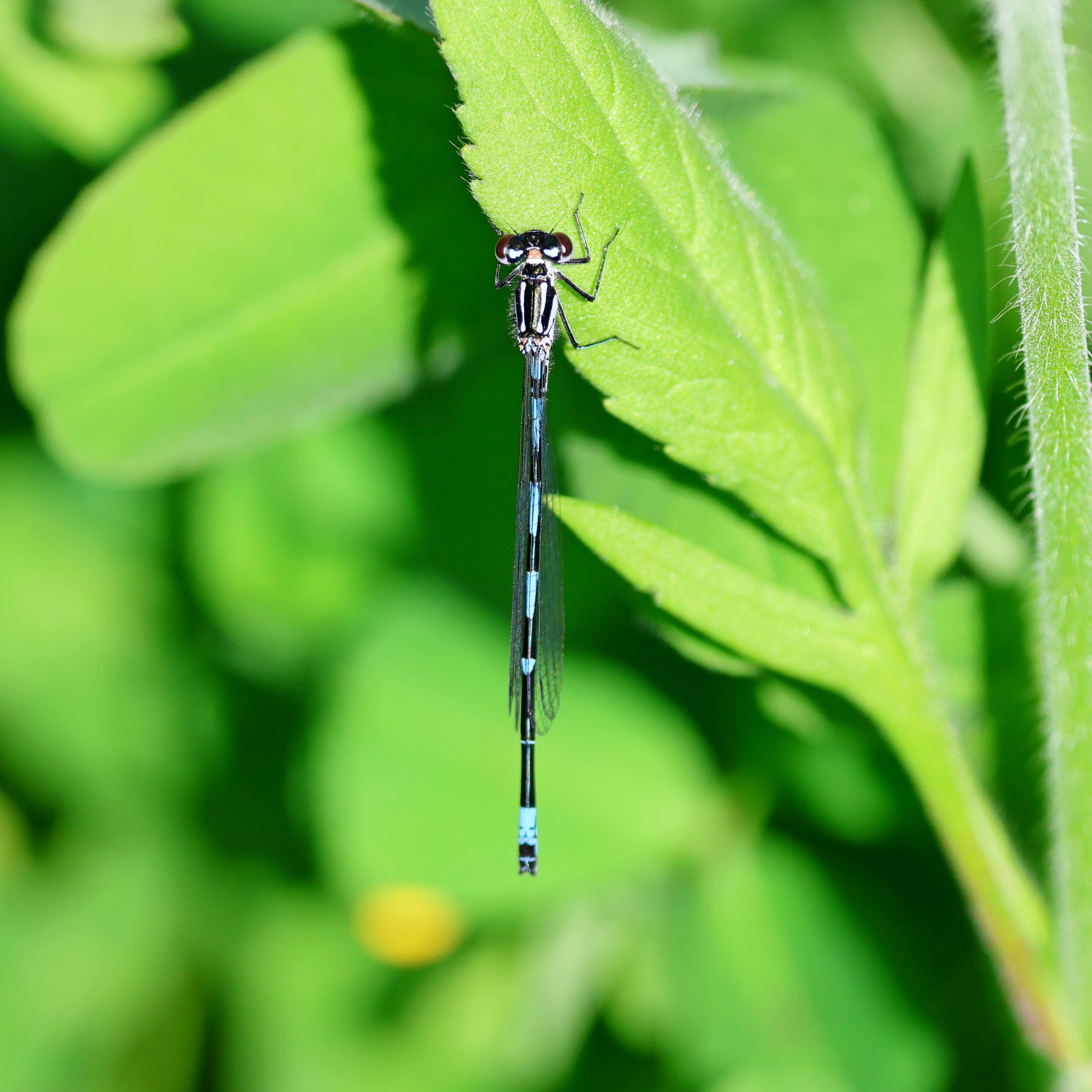 A small blue-tailed damselfly.
#islandwildlife #kefaloniawildlife #greekwildlife #guidedwildlifewalks #insect