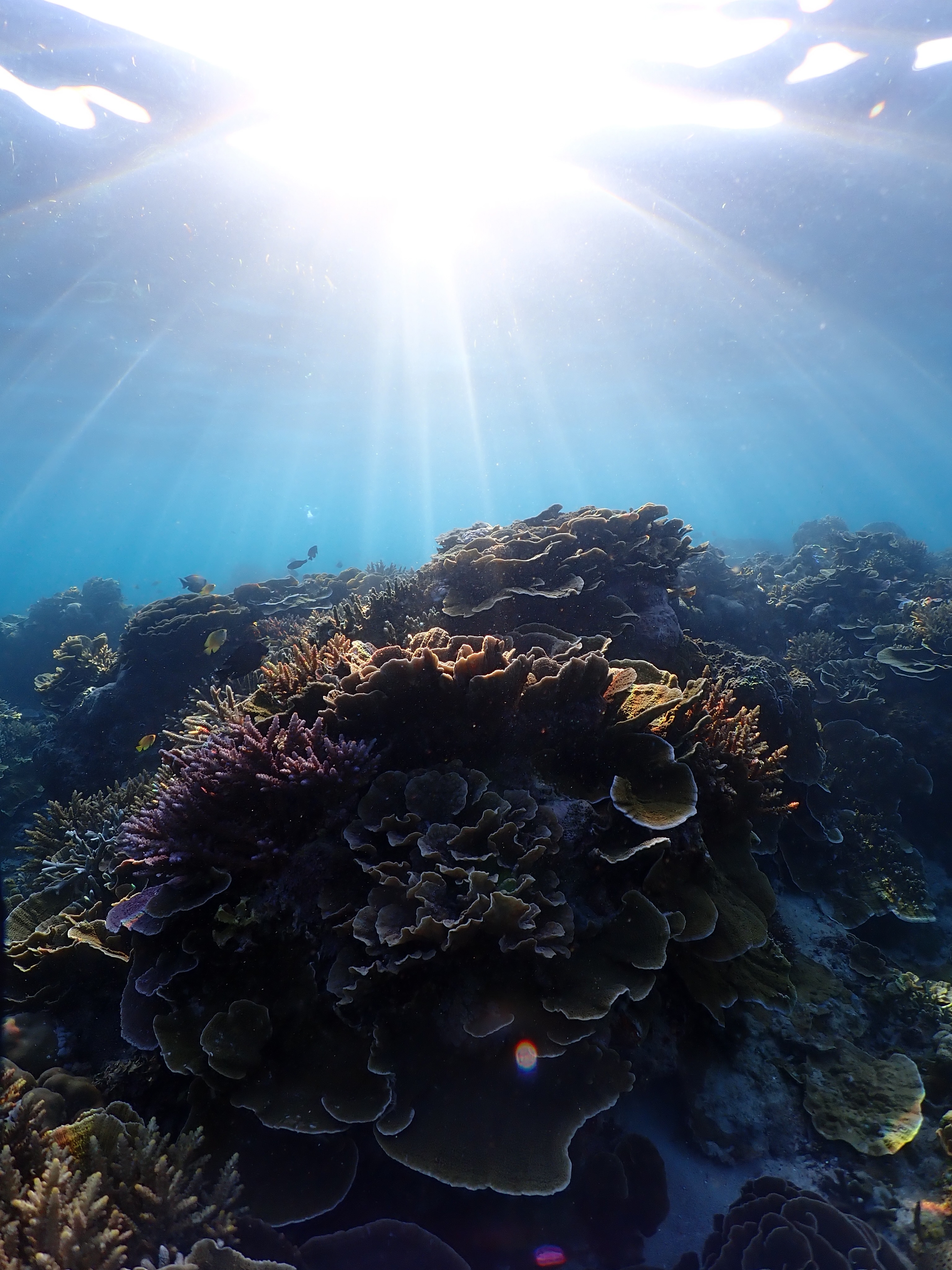 Happy World Ocean Day!
On this #WorldOceanDay we are thinking about the coral reefs that are still here, the incredible practitioners fighting to keep them around, and the global community that makes this work possible.
The work is hard, the stakes are real, and we exist because none of us can do it alone. Now is the time to recommit to each other, to join in sharing knowledge, and to motivate for our ocean 💪
📸 by Jessica Levy (@jlevy33)
#WorldOceanDay #coralreefs #coralrestoration