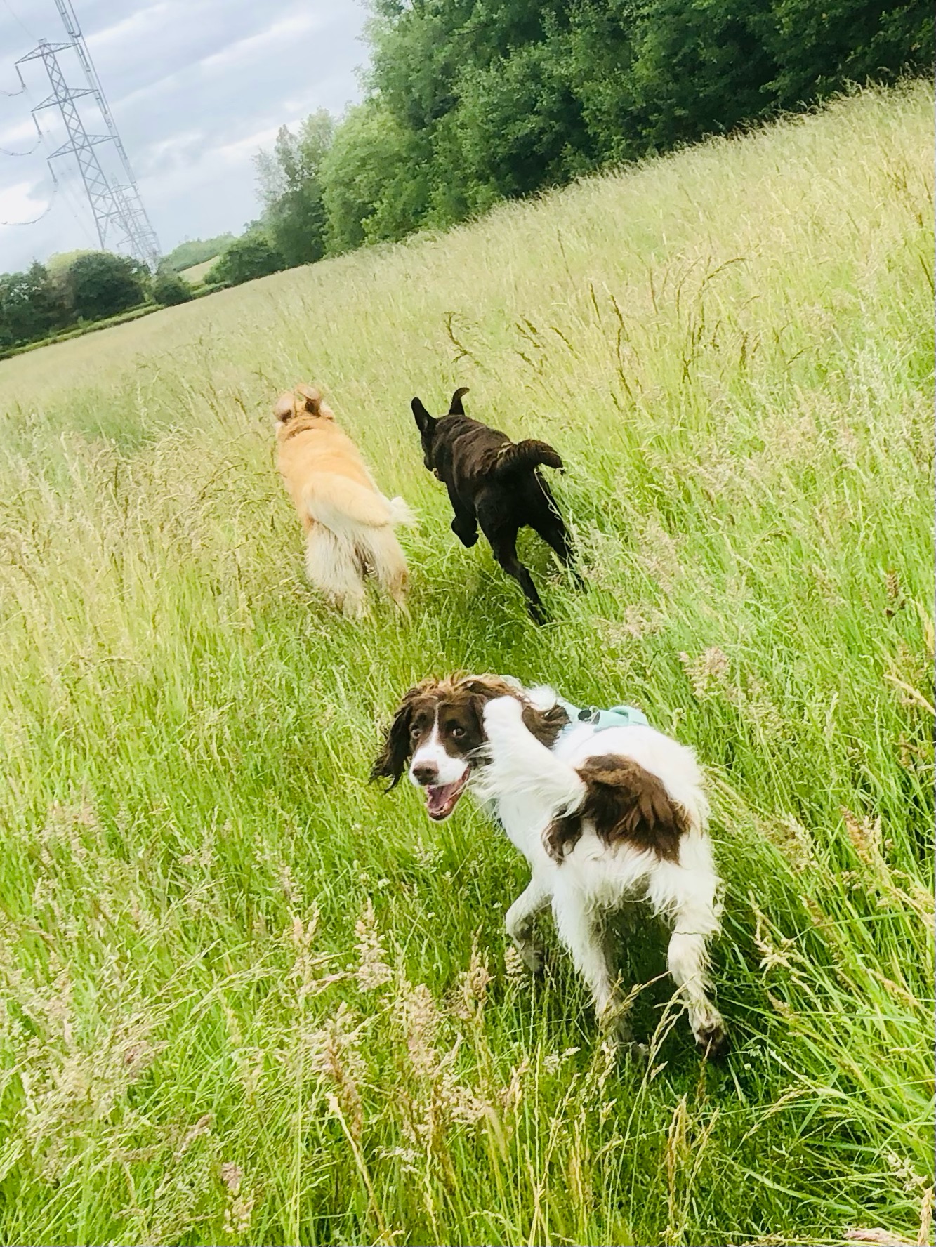 😁😁😁😁😁
If your dog would like to have a walk with us then contact us at www.ardendogwalking.co.uk and check out our half-day experience.
#ullenhall #tanworthinarden #hockleyheath #henleyinarden #dog