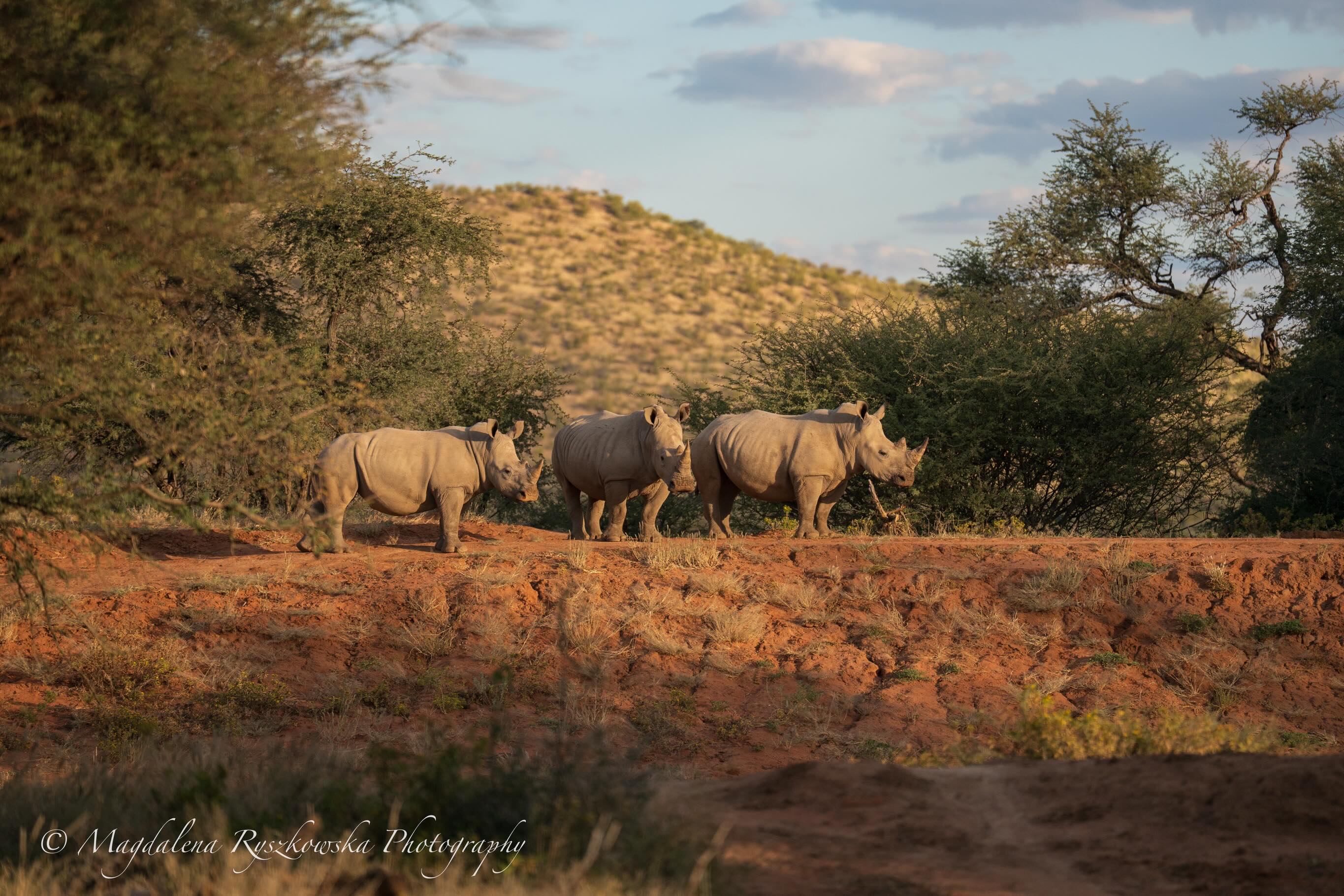 Bibi, Pepper and Domingo 🦏
#whiterihno #wildlifeprotection #endangered_species #rihnoafrica