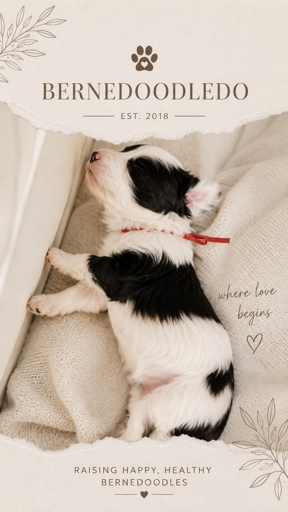 They take rest seriously.
Is your dog a professional napper too?
#bernedoodle #puppymilestones #bernedoodlesofinstagram #puppylove #availablepuppies