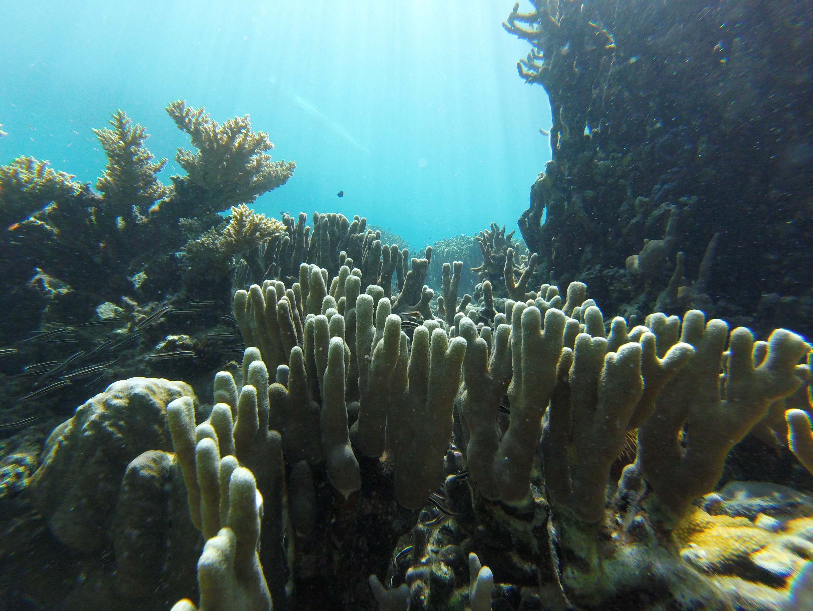 Today is the last day to take the CRC’s Global Practitioner survey and we don’t want you to miss it!
It only takes 10 minutes, is available in 8 languages, and what you share shapes how the CRC shows up for coral restoration practitioners around the world. The webinars we build, the training we develop, the regional connections we foster…it all starts with what you tell us!
AND when you complete it, you are entered to win a free registration to Reef Futures 2026! 🎉
You all are doing the WORK, let your experience guide what comes next!
🔗 Link in bio. Don’t let your voice go unheard.
#CoralRestoration #ReefFutures #CoralReefs #RF26