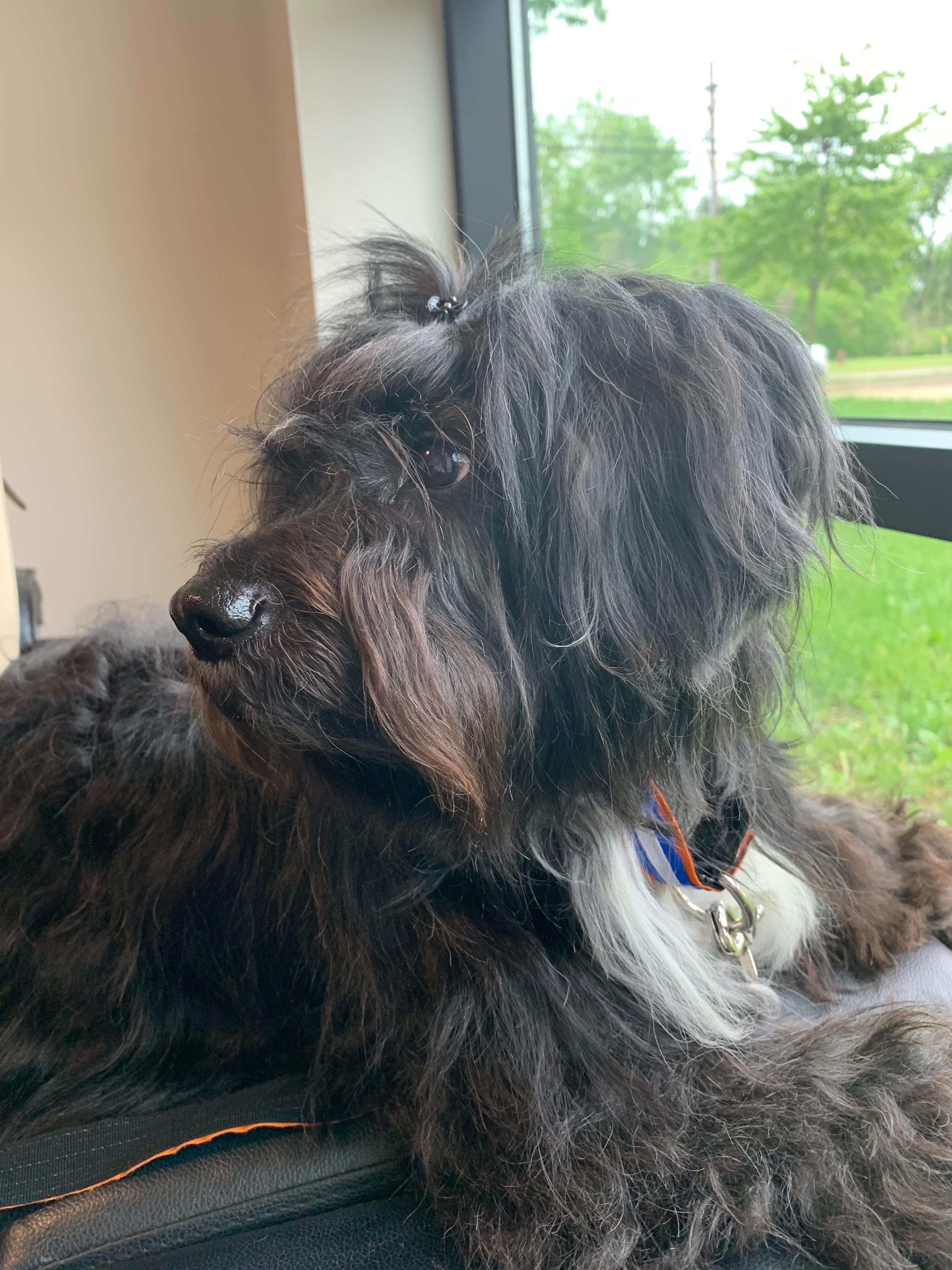 Brighten rolling over with complete trust during her appointment with Dr. Nicole! It’s always our goal to make the clinic a safe, stress-free space for our furry patients. ✨❤️🐾