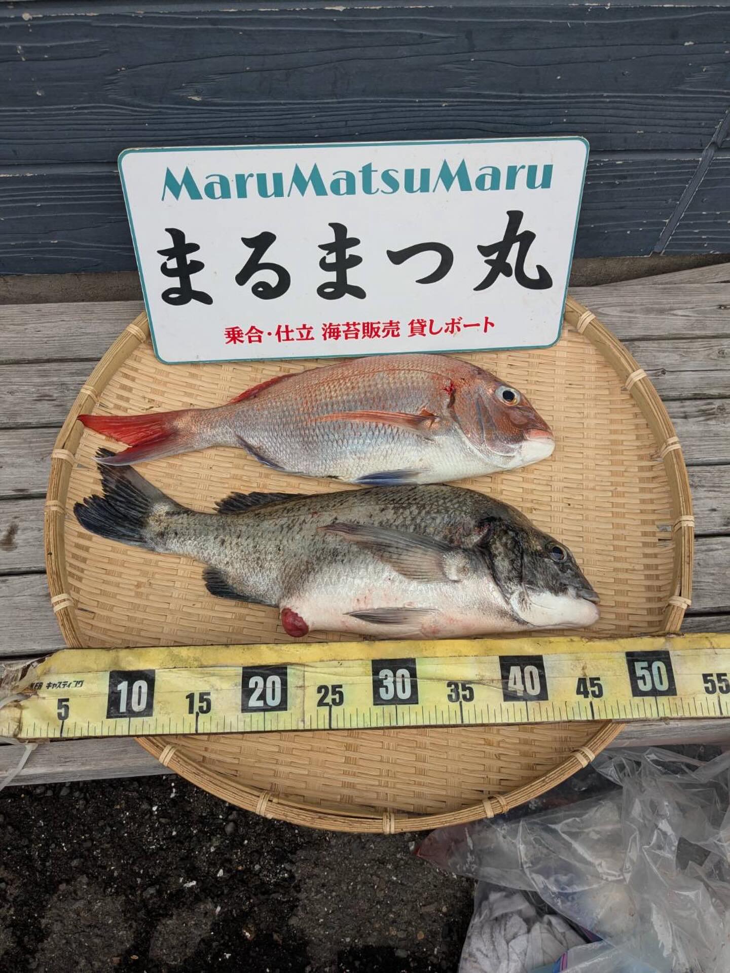 6/7 ボート釣果2
シガさんはマダイ、クロダイを釣り上げご帰港しました、お見事です!