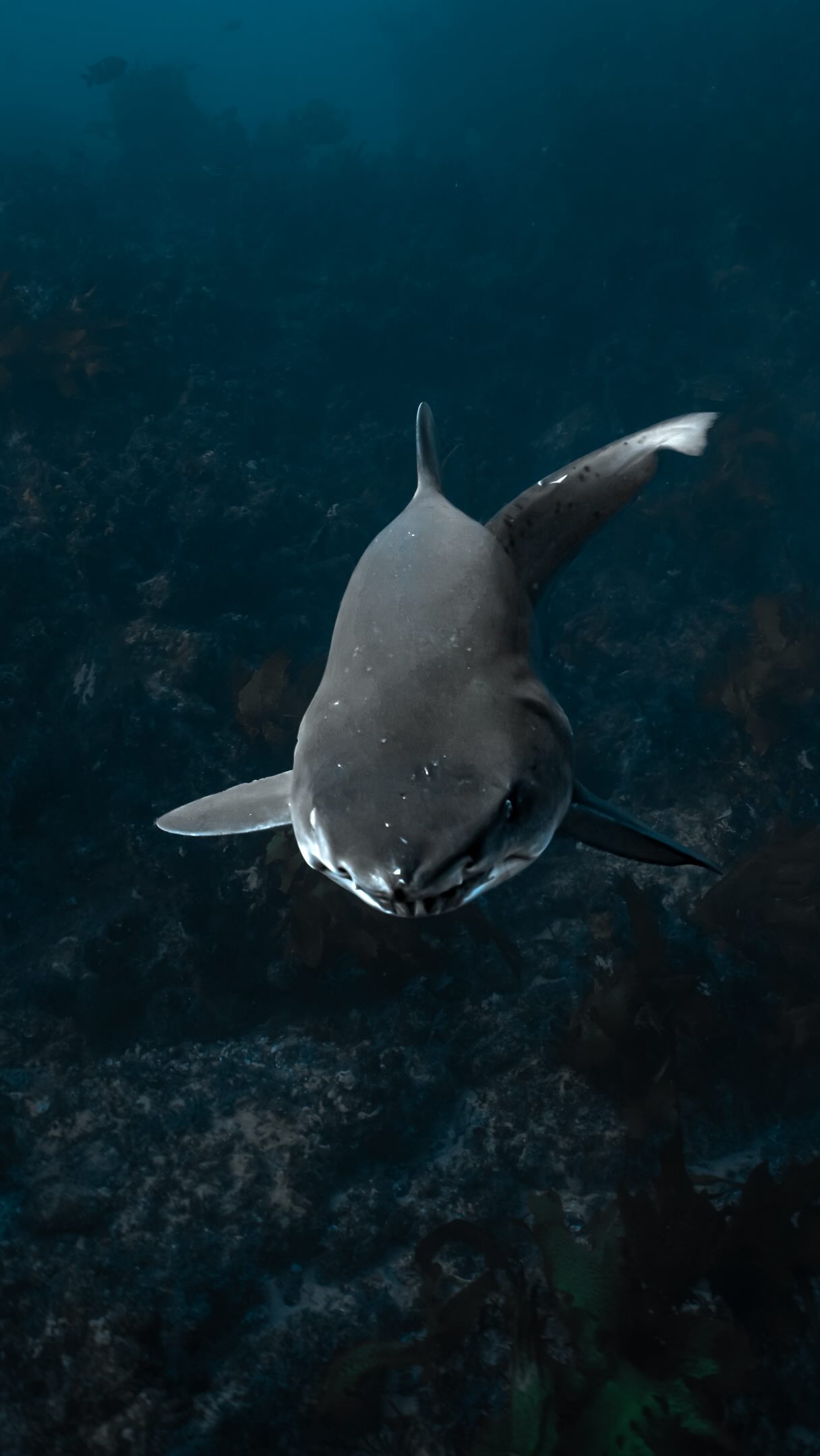 Above or below? 🦈