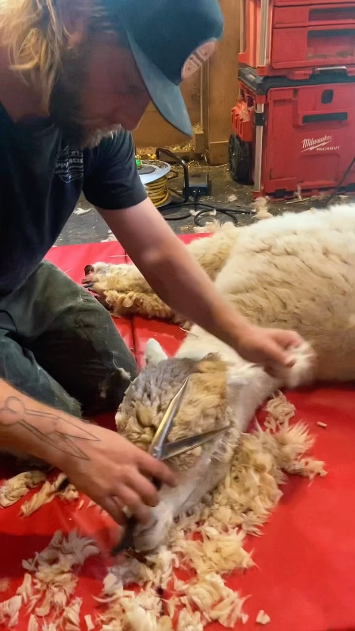 Alpaca shearing day! ✂️🦙
A huge thank you to @appalachianshearing for another year of stress-free alpaca haircuts. Our old guys are looking and feeling gorgeous!
#alpacashearing #farmlife #mainealpacas #gorgeous #lulusbarn