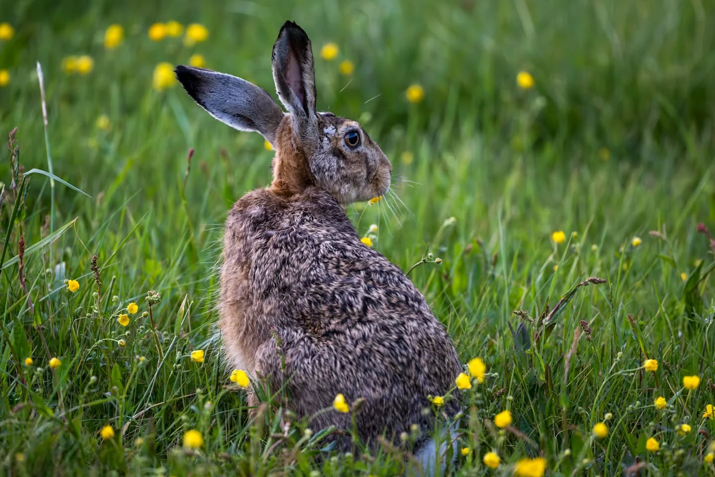 Should I stay or should I run?
#innature
#innaturephotos
#hare