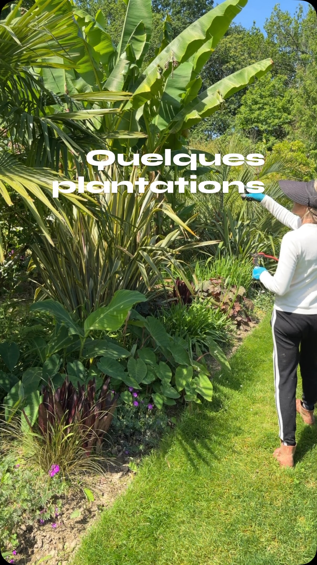 Après dix ans le jardin a évolué ce qui occupait le sol a pris de la hauteur, certaines plantes sont mortes ou décevantes
🌱bref, il faut apporter des corrections replanter remplacer améliorer et dans un massif mature il faut parfois avoir recours à de grands sujets surtout en fond afin qu’il ne soit pas étouffés pour le reste
🌱ici j’ai choisi d’améliorer l’arrière du massif avec des palmiers qui renforceront les feuillages persistants en tout début de saison lorsque les cannas ne sont pas encore sortis
🌴butia et washintania
#jardinremarquable #jardin #jardinexotique #gardening #plantation