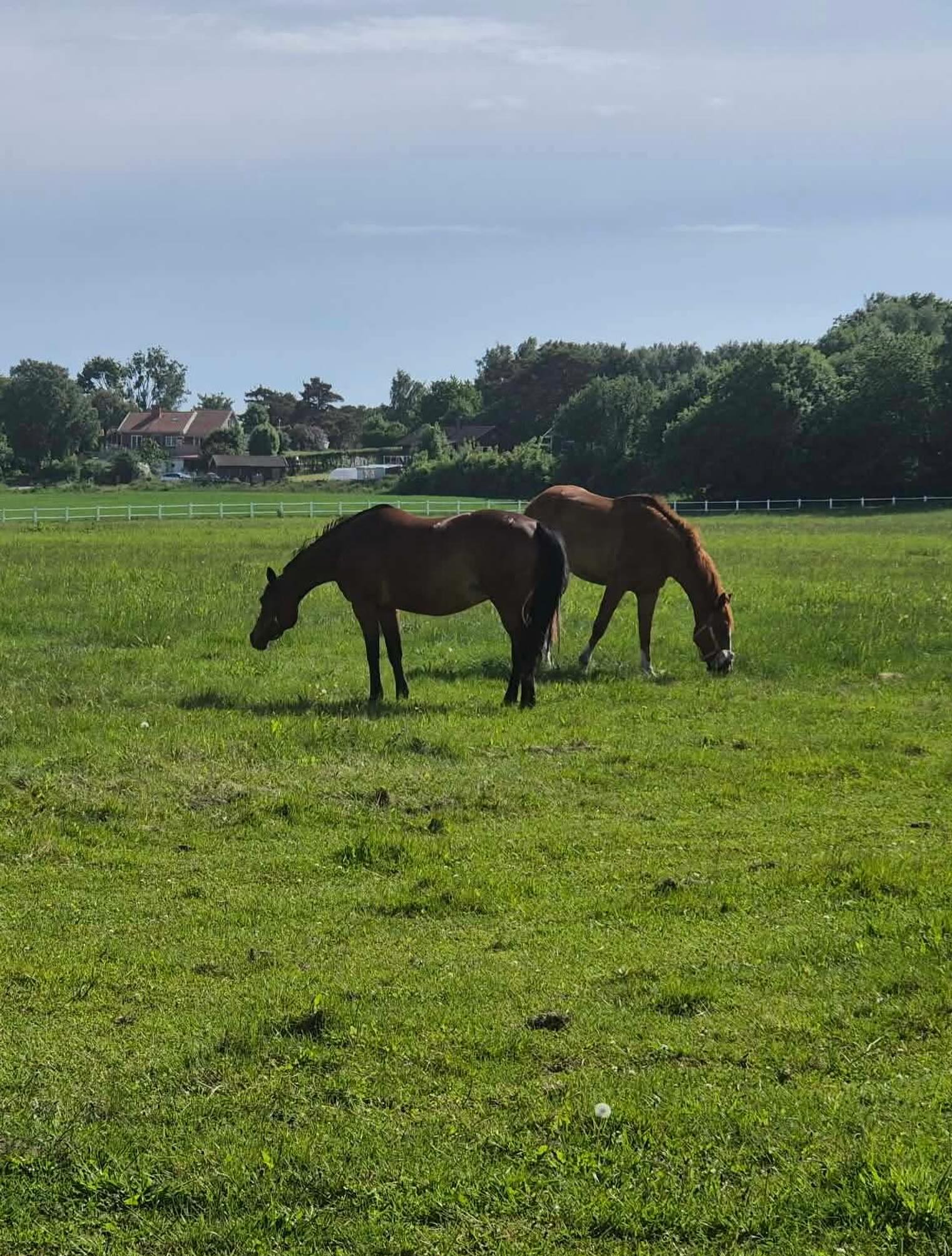 Somliga har tur - Tycho har fått smygstarta sommarbetet i en lugn och fin miljö ☀️ Övriga hästar får vänta en vecka till, sedan är det äntligen dags även för dem 🐴❤️🐴
#afrk #stallvardag #outofoffice