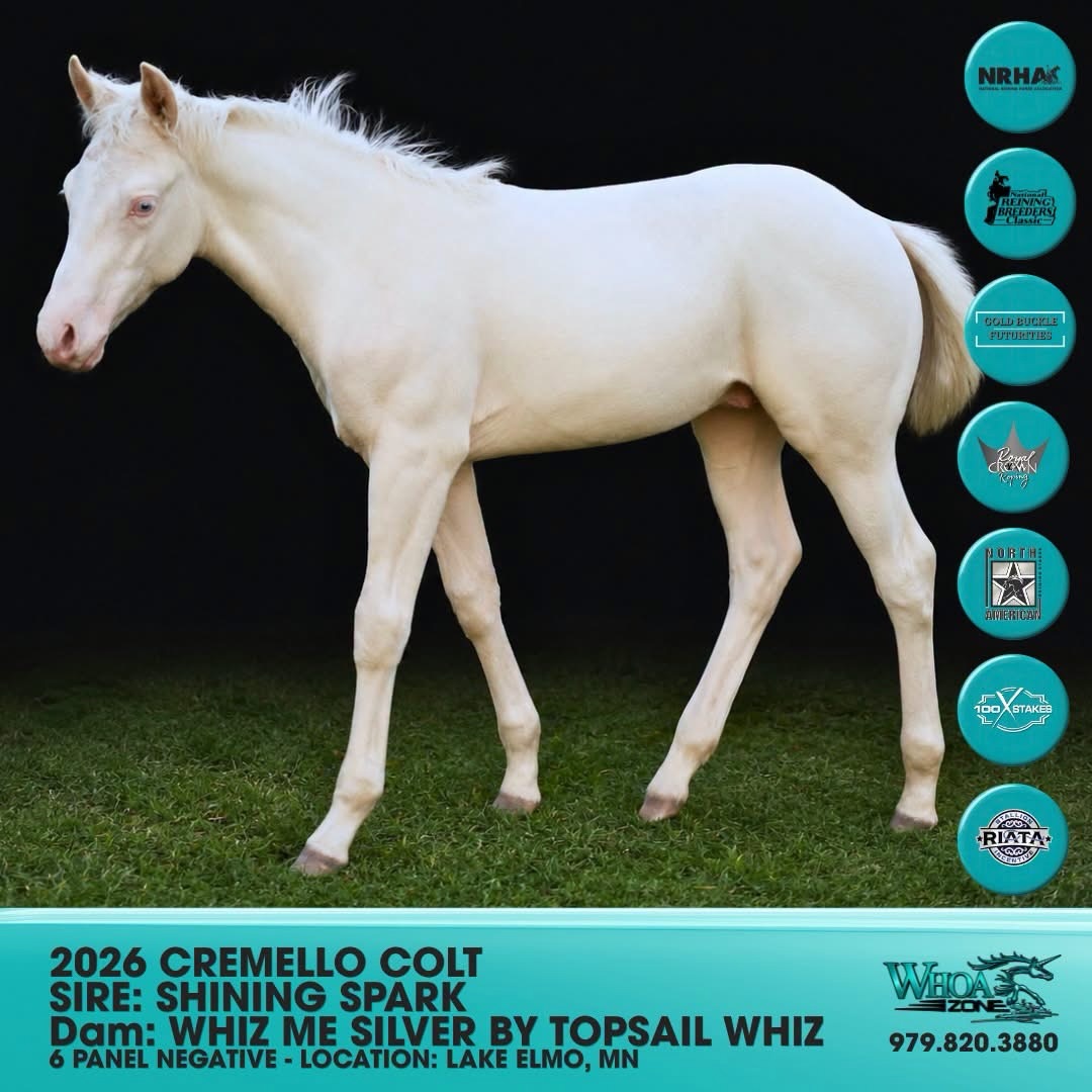 โจ ๐๐๐๐๐๐๐ ๐๐๐๐๐๐๐๐๐ โจ
If you are looking for a true stallion prospectโฆ here he is.
A 2026 Cremello Colt by the legendary ๐๐๐๐๐๐๐ ๐๐๐๐๐ - NRHA, NRCHA, and NRHA Hall of Fame Sire. Out of none other than Whiz Me Silver, an NRHA Open Futurity Finalist producer and daughter of Topsail Whiz, from the powerhouse mare line of Julep Jac by Hollywood Jac 86.
๐๐๐๐ข๐ ๐ซ๐๐ ๐๐ซ๐ข๐ฉ๐ฉ๐ข๐ง๐ ๐ข๐ง ๐ฉ๐ซ๐จ๐ฏ๐๐ง ๐ฉ๐๐ซ๐๐จ๐ซ๐ฆ๐๐ซ๐ฌ ๐๐ง๐ ๐ฉ๐ซ๐จ๐๐ฎ๐๐๐ซ๐ฌ!
This colt is built to go any direction you point him... reining, cow horse, rope horse, ranch versatility, and when his show career is complete, he brings the added bonus of producing 100% color.
โ Eligible: NRHA, NRBC, NARS, 100X, Royal Crown, Riata Buckle, Gold Buckle, IRHA
โ 6 Panel N/N by Parentage
โ Cremello color guarantee for future breeding program
โ Color Tested: Aa, ee, Cr/Cr, nd2/nd2
๐๐ก๐ข๐ฌ ๐ข๐ฌ ๐ญ๐ก๐ ๐ค๐ข๐ง๐ ๐ญ๐ก๐๐ญ ๐๐ฅ๐๐ฏ๐๐ญ๐๐ฌ ๐ฒ๐จ๐ฎ๐ซ ๐ฉ๐ซ๐จ๐ ๐ซ๐๐ฆ ๐ญ๐จ ๐ญ๐ก๐ ๐ง๐๐ฑ๐ญ ๐ฅ๐๐ฏ๐๐ฅ ๐๐จ ๐ง๐จ๐ญ ๐ฆ๐ข๐ฌ๐ฌ ๐ก๐ข๐ฆ.
๐ Located in Minnesota
โก๏ธ Contact for ๐ค Priority incentive considerations for proven programs reining, ranch, roping, or Cowhorse
โ๏ธ Affordable shipping available to Oklahoma and Texas
๐๐ก๐ ๐๐จ๐ฆ๐ฉ๐ฅ๐๐ญ๐ ๐ฎ๐ง๐ข๐๐จ๐ซ๐ง ๐ฉ๐๐๐ค๐๐ ๐. ๐ ๐๐๐ฅ๐ฅ ๐จ๐ซ ๐ญ๐๐ฑ๐ญ ๐๐๐๐: 979.820.3880
#horsesofinstagram #reining #cowhorse #ropehorse #horselove