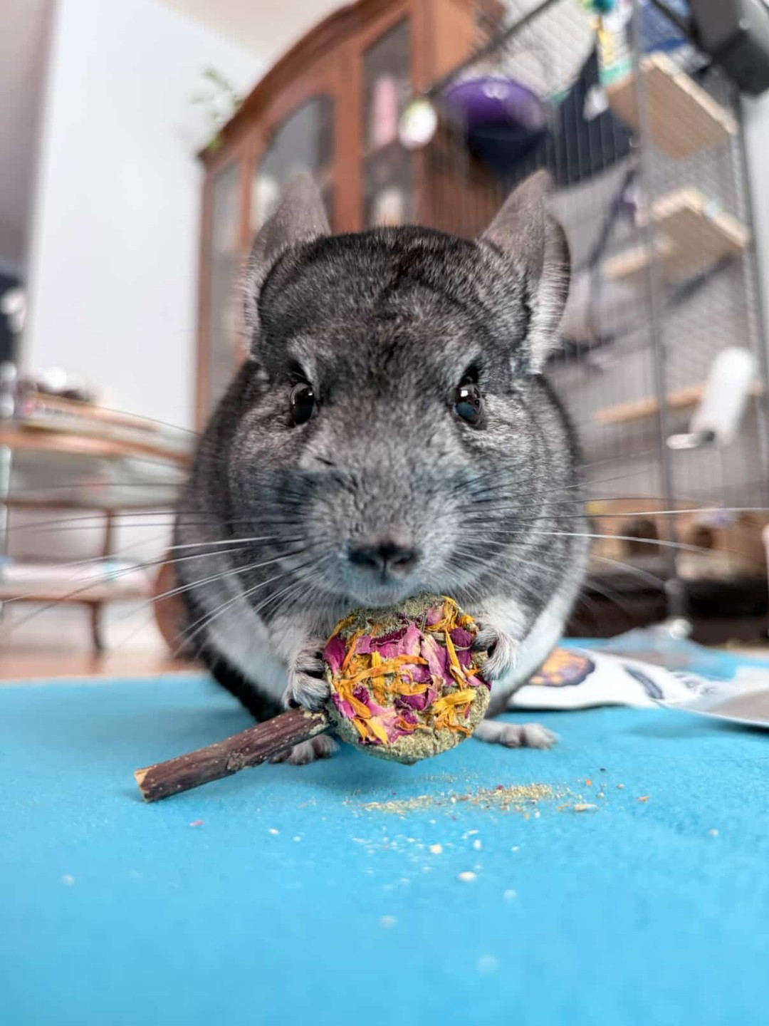 I can't get enough for the cutest from @mariothechinchilla_
Did you know our forage pops are safe for chinchillas too?
With chinchillas’ sensitive digestive systems in mind, we created our Forage Pops using simple, natural ingredients 🌿 Made with safe botanicals and hay-based goodness, they’re designed to provide enrichment and offer a fun way to enjoy healthy treats.
Don't forget the pleasure of watching them nibble on the treat ... thats a bonus!
#chinchillla #smallanimaltreats #smallbusiness #petlove