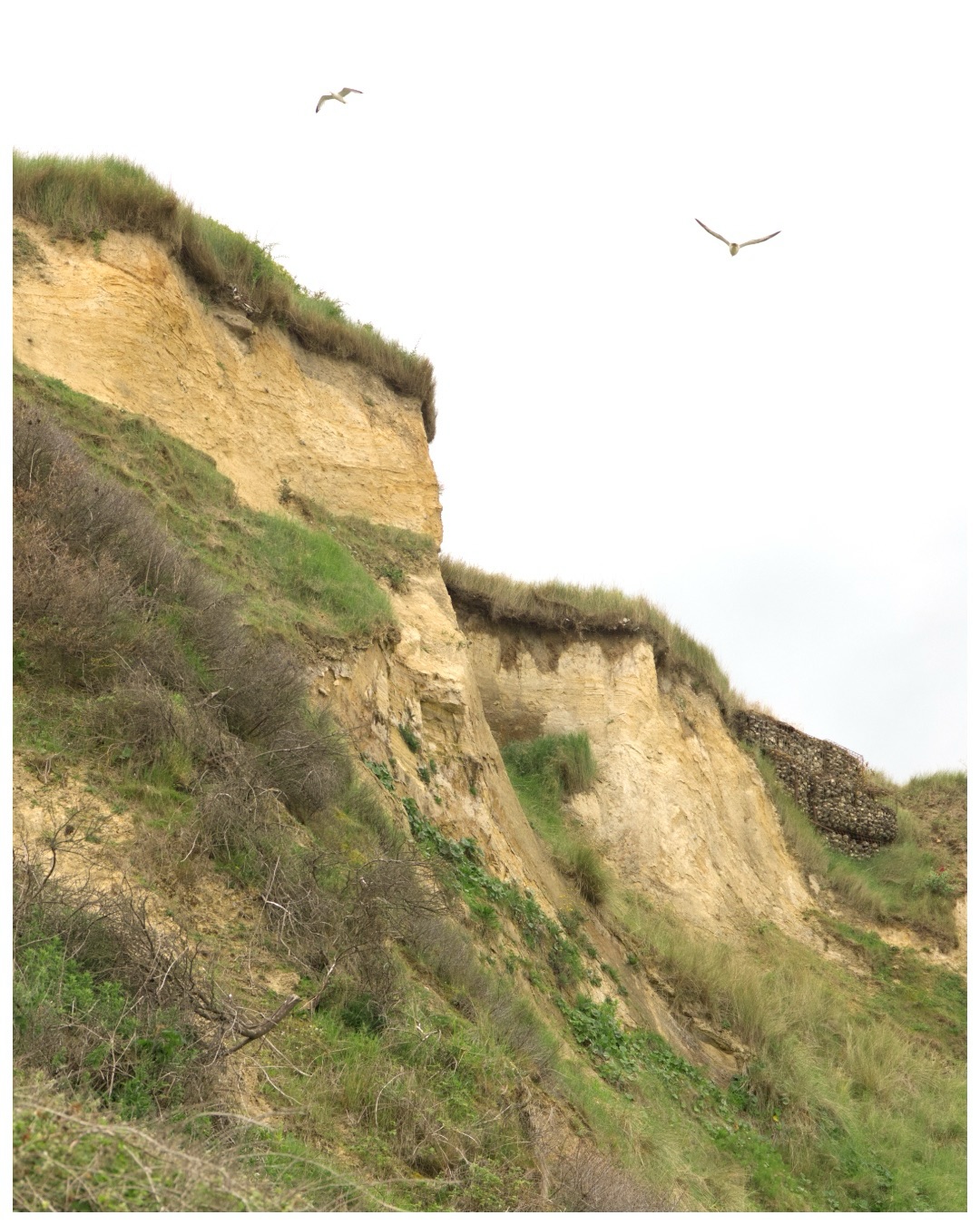 A rainy day at Cromer beach last week, I think I might enjoy the beach more when it’s rainy though - with how the sea reflects the clouds and the rain splashing into the waves 🌊
It’s a fairly wheelchair accessible beach which is great, with a path leading down to the cliffs in the photos just past the art space. I think the birds in the photos are gulls and a pigeon. 🐦✨
Camera: Canon 6D mII
Location: Cromer Beach, Norfolk
#naturewalk #beachphotography #norfolkwildlife #wheelchairuser #birding