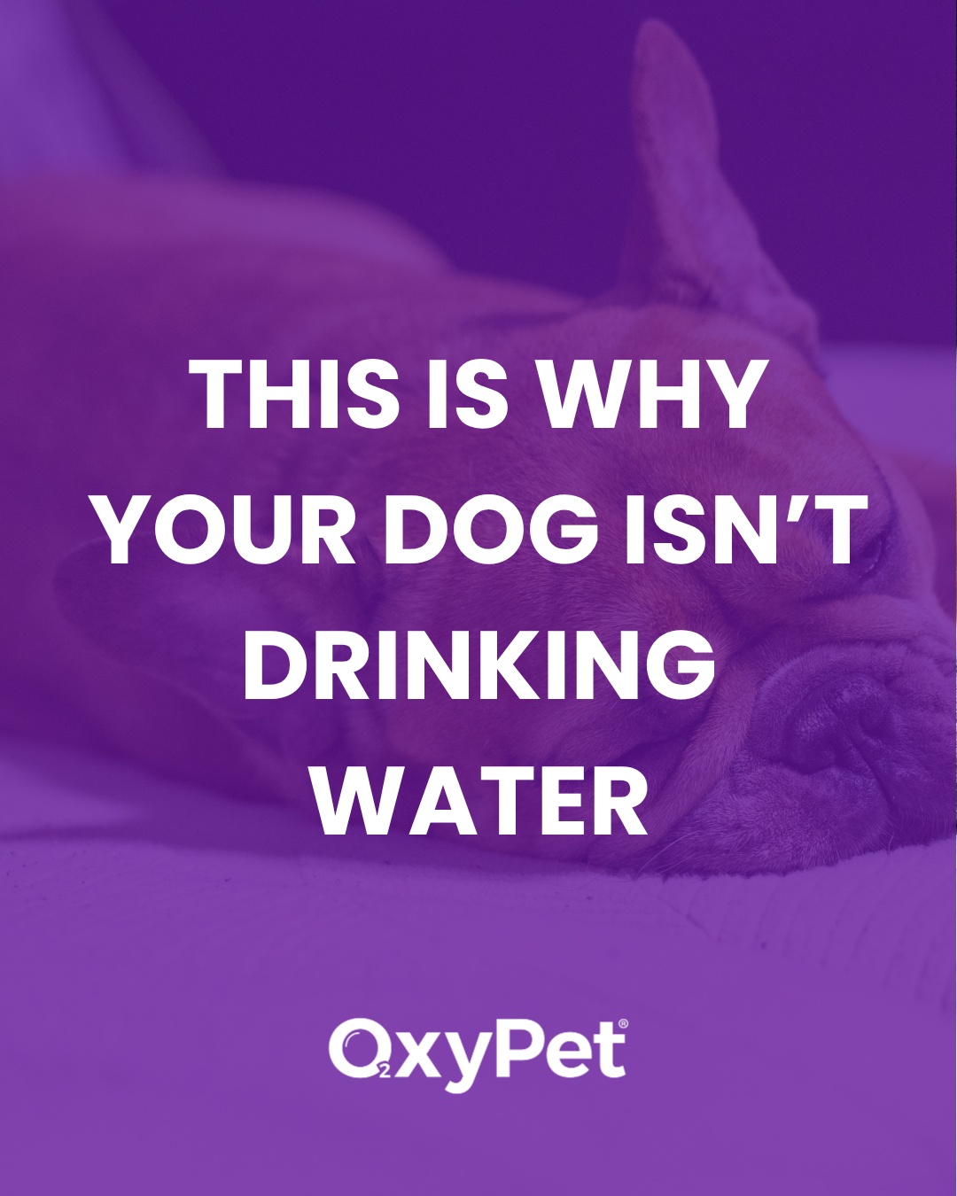 Is your dog suddenly drinking less water? 👀
It’s something many pet owners notice… but often don’t realise how quickly it can impact energy, recovery and overall wellbeing.
From stress and illness to weather, routine changes and even the type of water in the bowl — there are more reasons behind low water intake than most people think.
In our latest blog, we break down:
💧 Common reasons dogs stop drinking water
💧 Signs to watch out for
💧 When to seek veterinary advice
💧 Simple ways to support better hydration daily
At OxyPet, we believe hydration is one of the foundations of long-term pet wellness 💜
📖 Read the full blog via the link in our bio.
#OxyPet #DogHydration #DogHealth #PetWellness #DogWellness #PetHealth #FlatFacedDogs #DogCare #PetParents