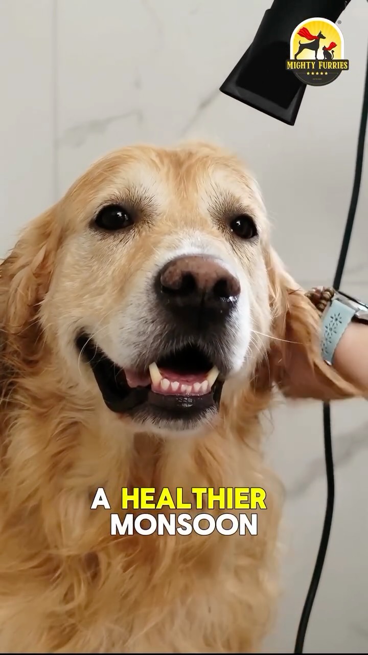 🌧️ Monsoon season brings cooler weather—but also muddy paws, damp coats, and unwanted parasites.
Keep your furry friend comfortable and healthy with these simple pre-monsoon grooming habits.
🐾 Brush regularly
🐾 Keep ears clean
🐾 Dry paws after walks
🐾 Bathe smartly
🐾 Watch for fleas & ticks
#MightyFurries #DogCare #DogGrooming #MonsoonCare #PetParents HealthyPets DogLovers PetCareTips MonsoonReady FurryFriends