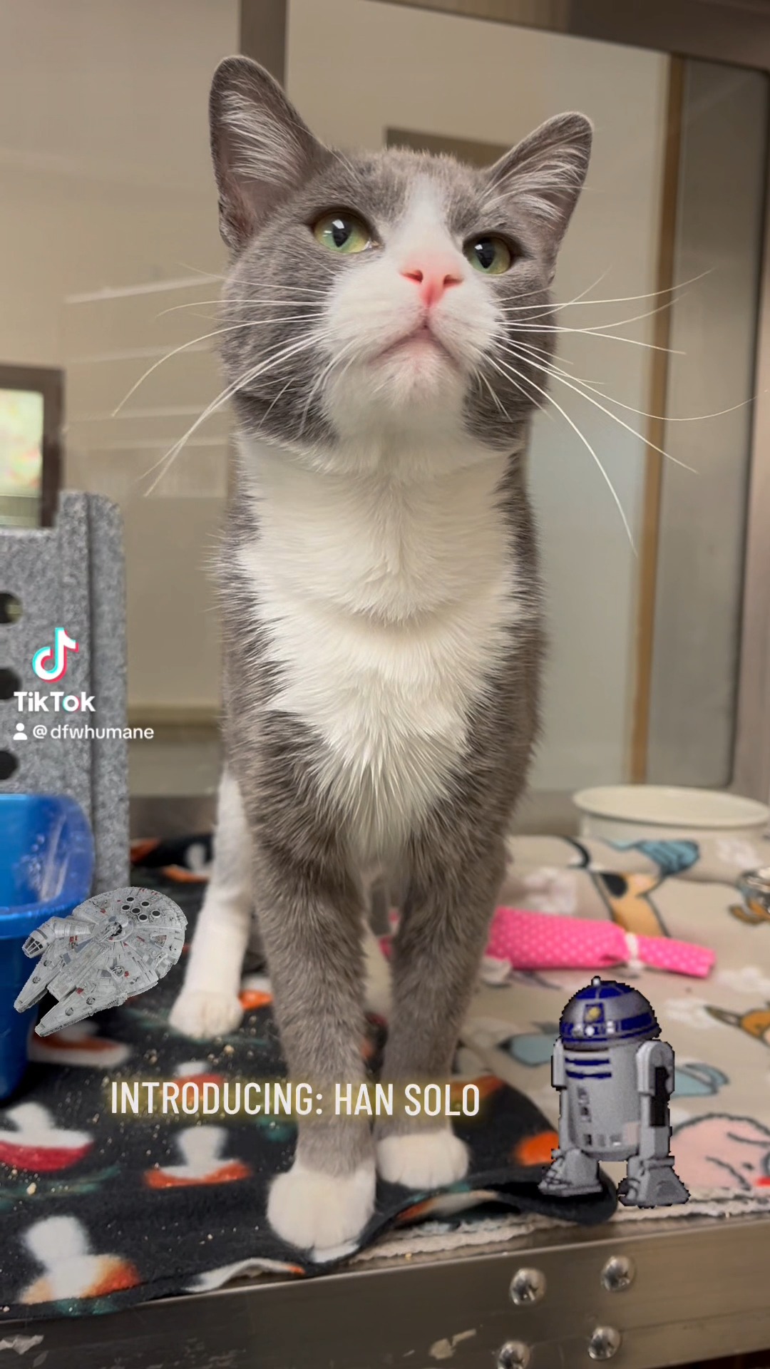 Looking for a co-pilot for life's adventures? Meet Han Solo! 🚀🐾 This handsome feline may share a name with a famous smuggler, but the only thing he's stealing is hearts. Han Solo is ready to leave shelter life behind and blast off to a forever home 💖
📧 Interested in adopting? Email: adopt@dfwhumane.com
📍 4140 Valley View Lane, Irving, TX 75038
🕐 Hours: Tues–Fri 11am–6pm | Sat 10am–5pm