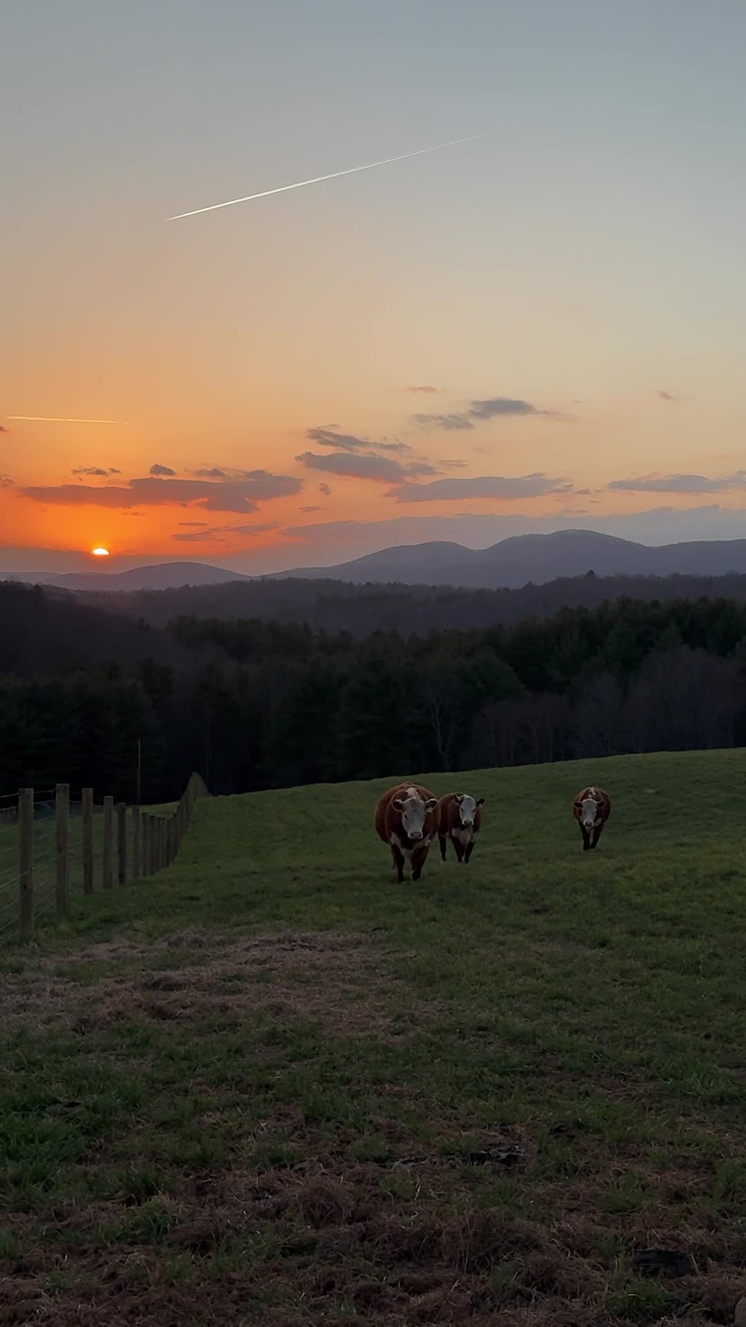 Eyes wide, jaws dropped—nature’s showing off and we’re here for the showstopper views! 🌟🌄
ㅤ
#animals #farm #farmlife #farmanimals #homestead #view #blessed