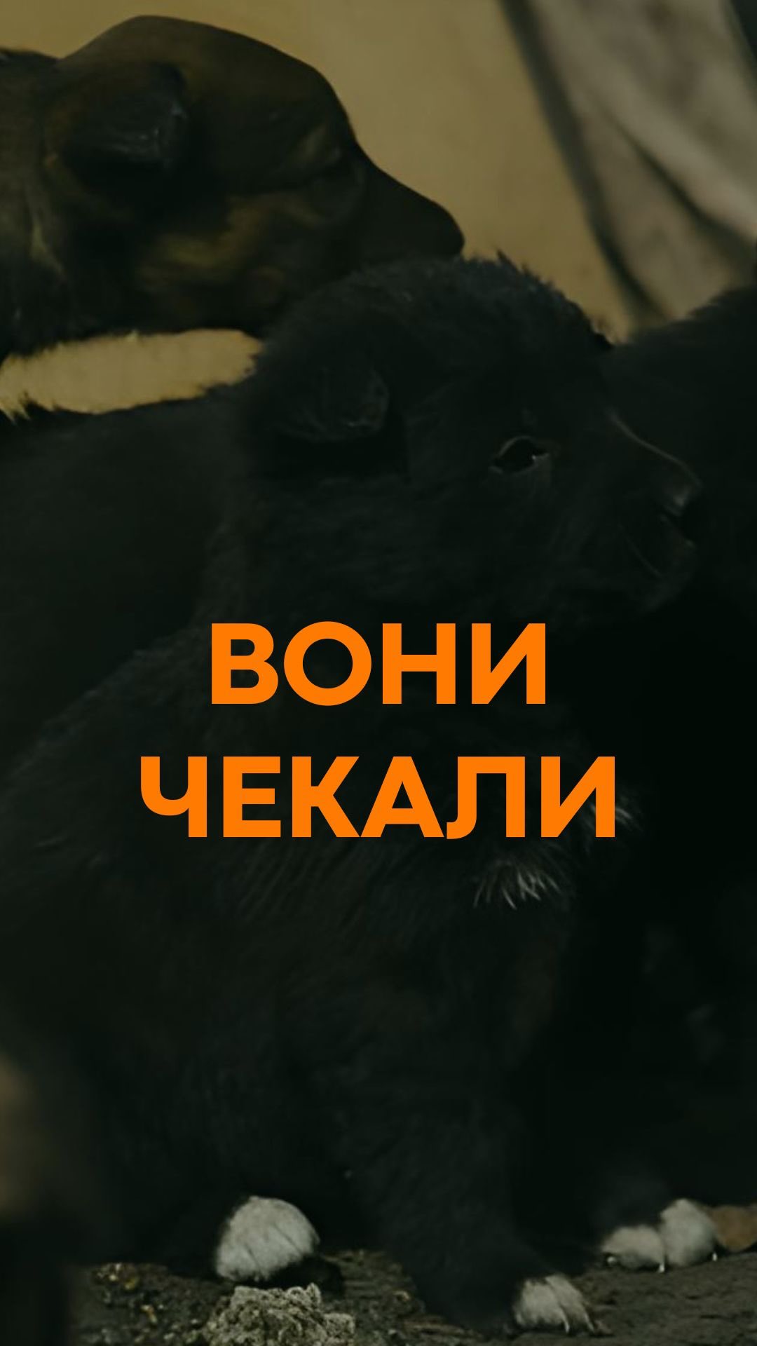 Вони чекали.
Більшість тварин не тікають. Вони залишаються там, де їх залишили. Часом днями. Часом набагато, набагато довше.
Ми тут, щоб їх знайти.
Напишіть RESCUE у коментарях і ми надішлемо вам лінк для донатів.
For English version please go to @animal.rescue.kharkiv.en