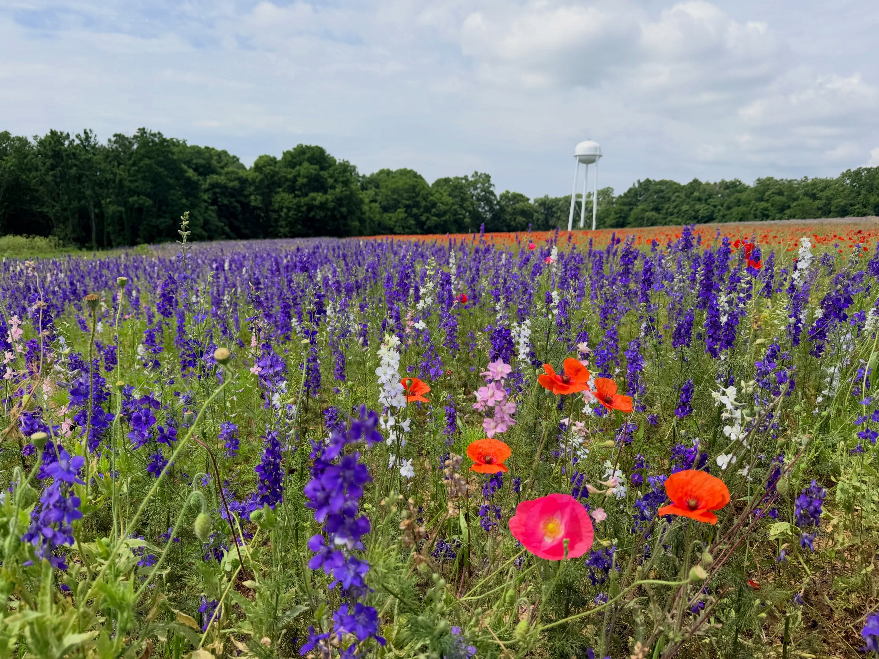 Views on this last day of poppy season. Plus the daisies and black eyes Susans are coming on strong now. You can even find some purple coneflower and bee balm. All fair game for picking!
Open today (Sunday) noon to 5pm