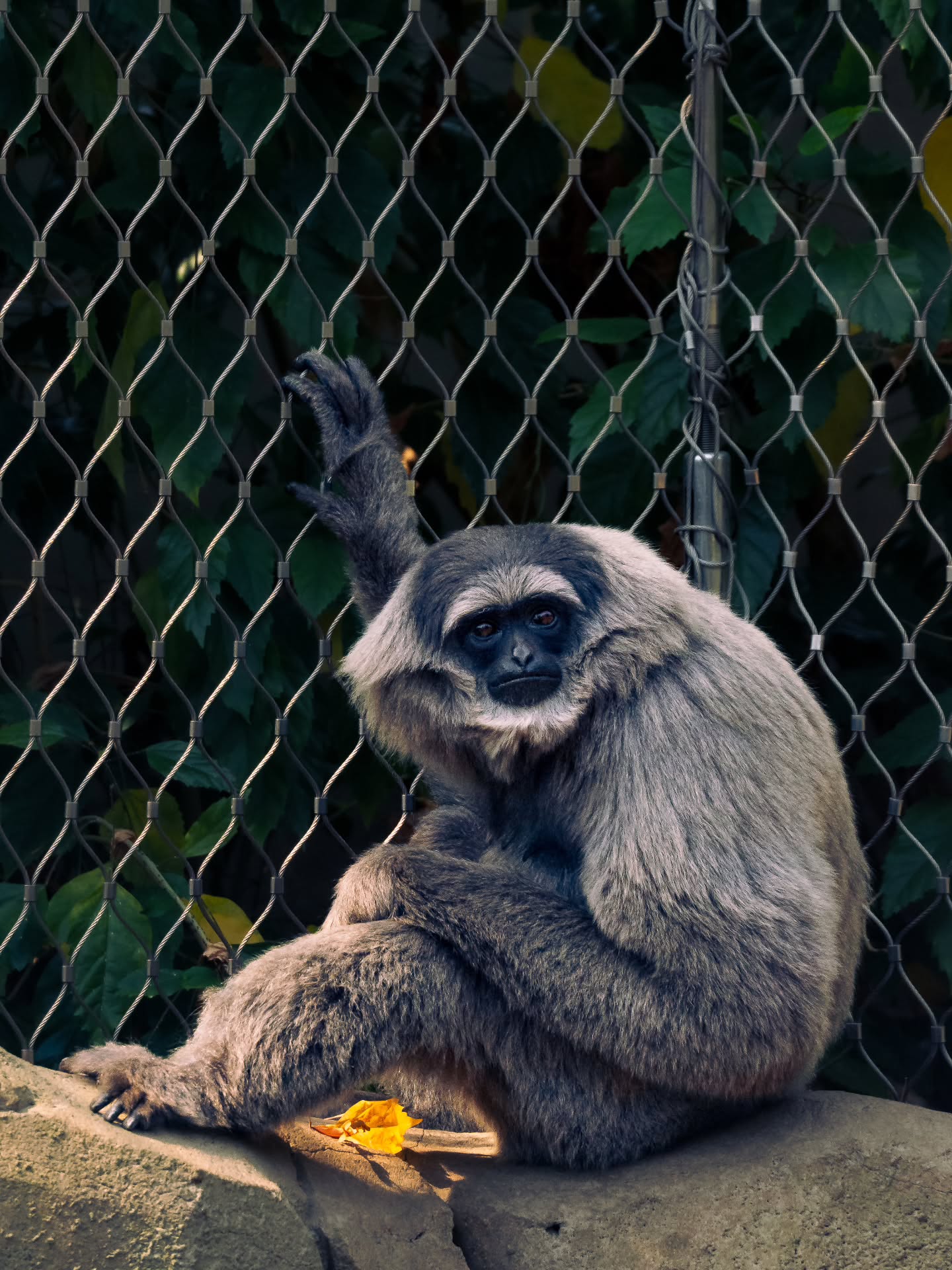 @chesterzoo pt 4
Silvery Gibbon
Olympus OMD EM-10 Mark II
Zuiko 75-300mm