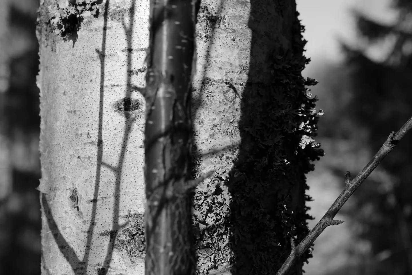 Birch being