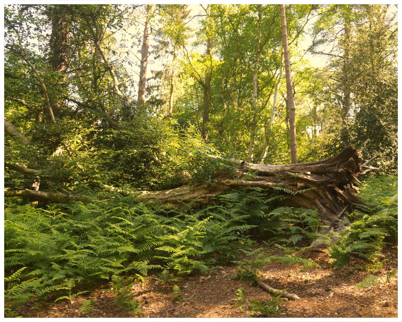 Seeing all the ferns and moss growing in sandringham country park felt super magical, me and the group of friends I was with were constantly stopping to look at some kind of cool wildlife - the great thing about other autistic nature lovers is the infodumps on our walks and how much we learn along the way!! 😅🐛🌷
Camera: Canon 6D mII
Location: Sandringham Country Park, Norfolk
#Neurodivergent #Forest #NatureWalk #Autism #NaturePhotography