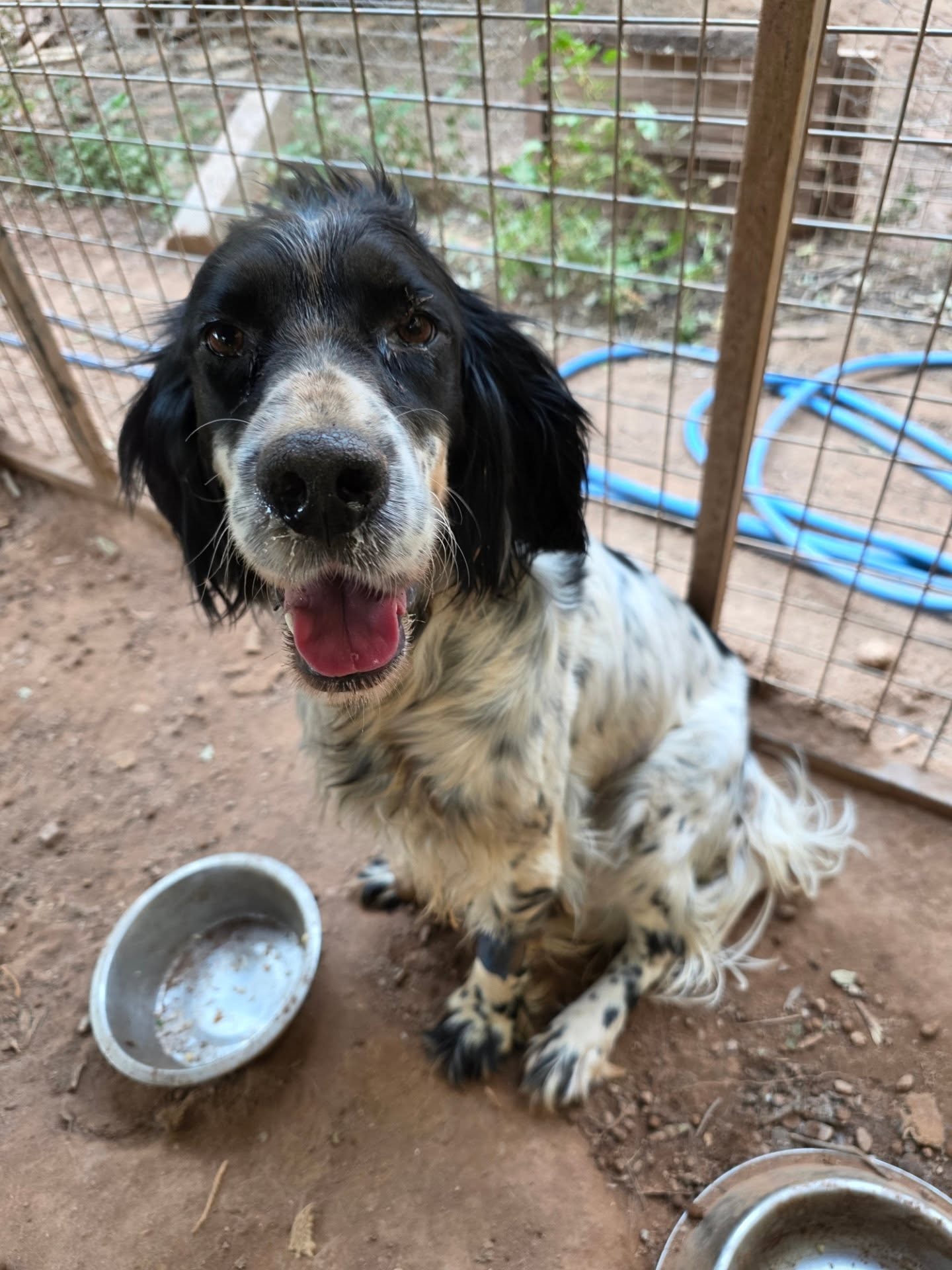A new Distemper case - introducing Arwen✨️
Arwen came to us from a government shelter in the Northeast of Turkey - an area with lots of hunters, and very few animal lovers. She had been abandoned in the government shelter by her owner when she was no longer needed. Turkish government shelters are never thoroughly cleaned and have no quarantine or disinfection protocol, making them a hotbed for viruses. Most dogs don't come out alive. But poor Arwen's owner didn't care about any of this when he abandoned her to her fate just to get rid of her.
As a gentle dog, Arwen didn't last long in the shelter before catching Distemper. All of a sudden, she was having to fight for her life.
Turkish government shelters do not perform treatments for sick dogs and Arwen had no hope of survival...
Thankfully, Arwen is now safely in the Melez enclosure and we have started her treatment straight away. Even with treatment, there is no guarantee that she will make it, but now at least she has a fighting chance.