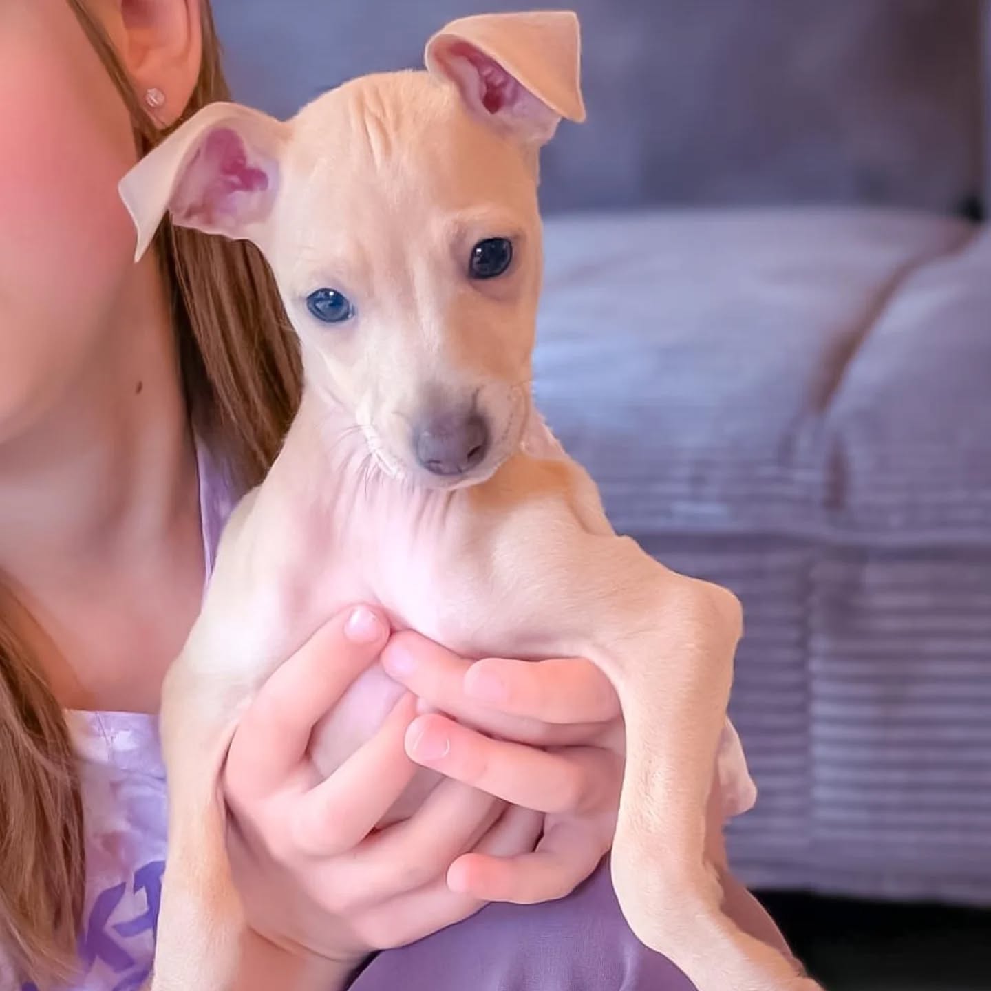 Caya Bella Bambini 🥹🩷
https://italiangreyhound.breedarchive.com/animal/view/caya-bella-bambini-d4a37c65-419b-45db-8559-481d3e4fec83
