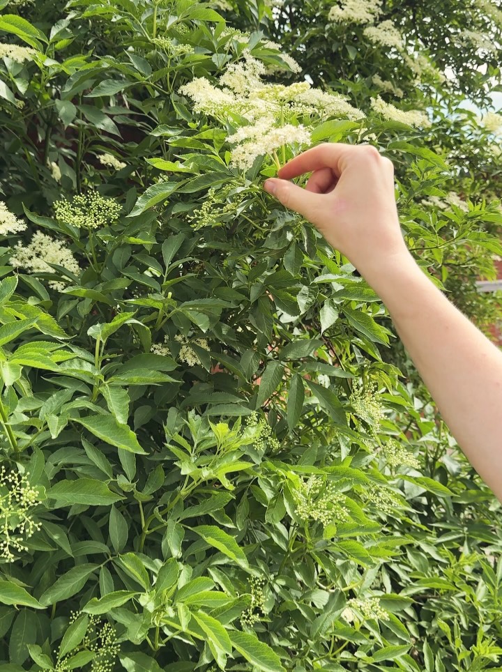 Es ist Holunderblütenerntezeit! Wir machen mit den duftenden Blüten den beliebten Sirup, den ihr im Hofladen bekommt. Gemacht mit 🤚 und ♥️ !