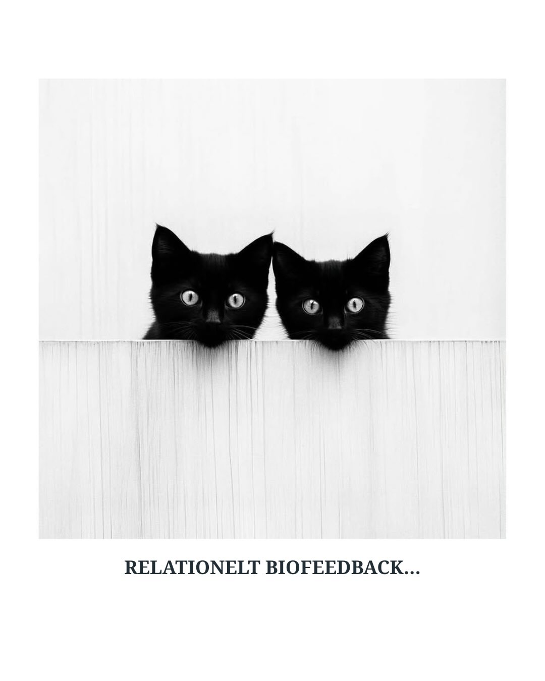 Relationelt biofeedback...
Vi taler ofte om selvstændighed som et ideal, at kunne stå stærkt i sit eget liv, at være uafhængige og at finde alt i sig selv.
Men for nogle mennesker er forbindelse ikke en luksus, det er næring.
Har du 2. linje i sfæren Udstråling i din hologenetiske profil, kan du opleve, at din energi bliver tydeligere, varmere og mere levende, når du er i resonans med noget eller nogen, der betyder noget for dig.
Det er i forbundethed, at din energi folder sig fuldt ud - vel at mærke i den rette forbindelse.
Nogle mennesker trives bedst med stor frihed og afstand og andre trives gennem samhørighed, spejling og relationel udveksling. Ingen af delene er mere rigtige end den anden.
Selvforståelse handler ofte om at opdage, hvilken natur man faktisk har – fremfor at forsøge at leve op til et ideal.
Vil du se om du har linje 2 i din ‘Udstråling’? Du kan helt gratis downloade din profil - link i bio
Kærligst,
Pernille🌾
Billeder via @arthunter.me @andreaconstantini @tdmmagazine @nataliekarpushenko
———————————————
#selvbevidsthed #genekeys #genekeys #relationer #forbundethed