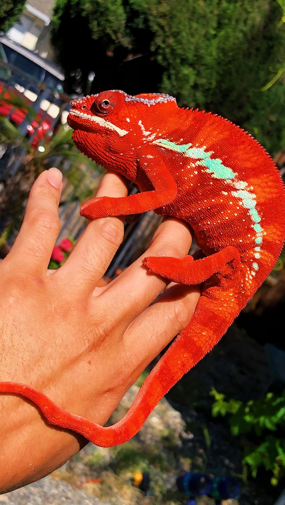 Meet Flamethrower, our RBRB (red body red bar) Ambilobe breeder!🔥 #pantherchameleon #chameleon #ambilobe #fyp #reptilesofinstagram