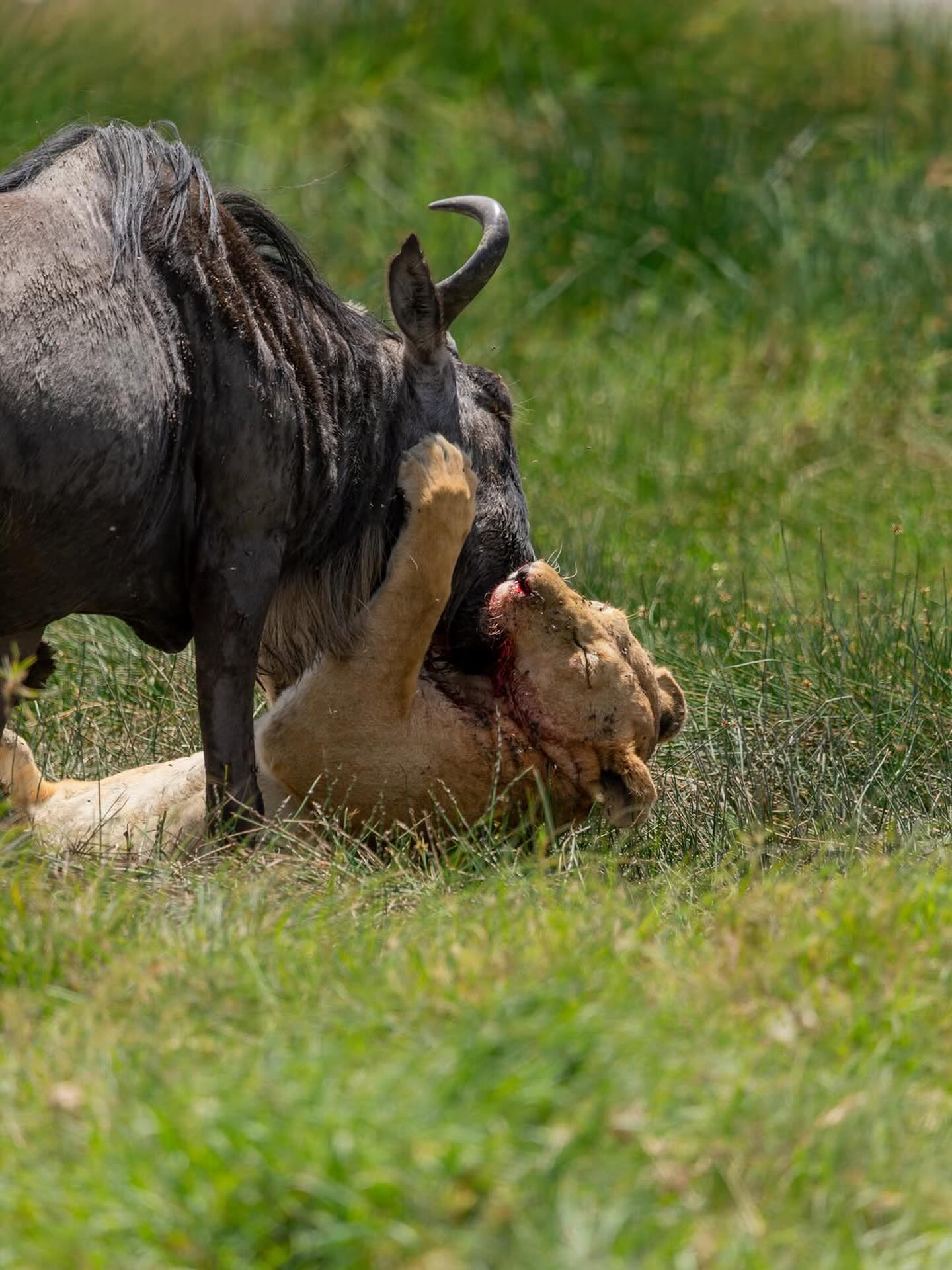 The Reality of the Wild: Lioness Hunt
A powerful moment on a Tanzania safari — a lioness bringing down a wildebeest in a fight for survival.
In the African wilderness, every hunt plays an important role in the ecosystem. Predators survive by hunting, while prey remain constantly alert. It is nature at its most raw, real, and fascinating.
Witnessing moments like this in the Serengeti is a reminder of the incredible balance that exists in the wild.
✨ Experience the untamed beauty of Tanzania safari.
📲 https://wa.me/255744391567
🌍 http://www.meilleurtours.com
#MeilleurTours #TanzaniaSafari #Lioness #SerengetiSafari #WildlifeExperience